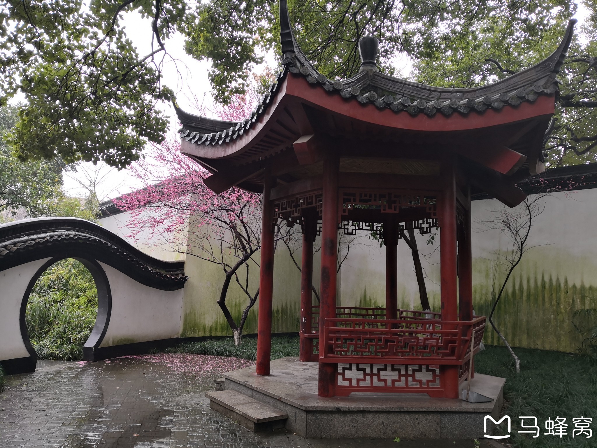 杭州古树公园图片