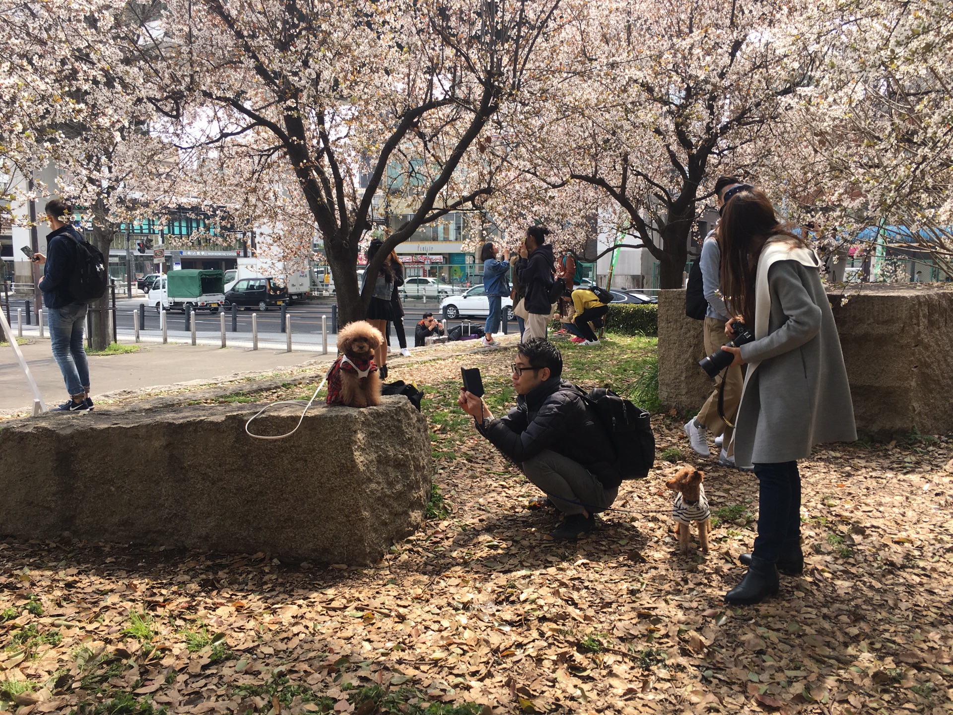 京都自助遊攻略