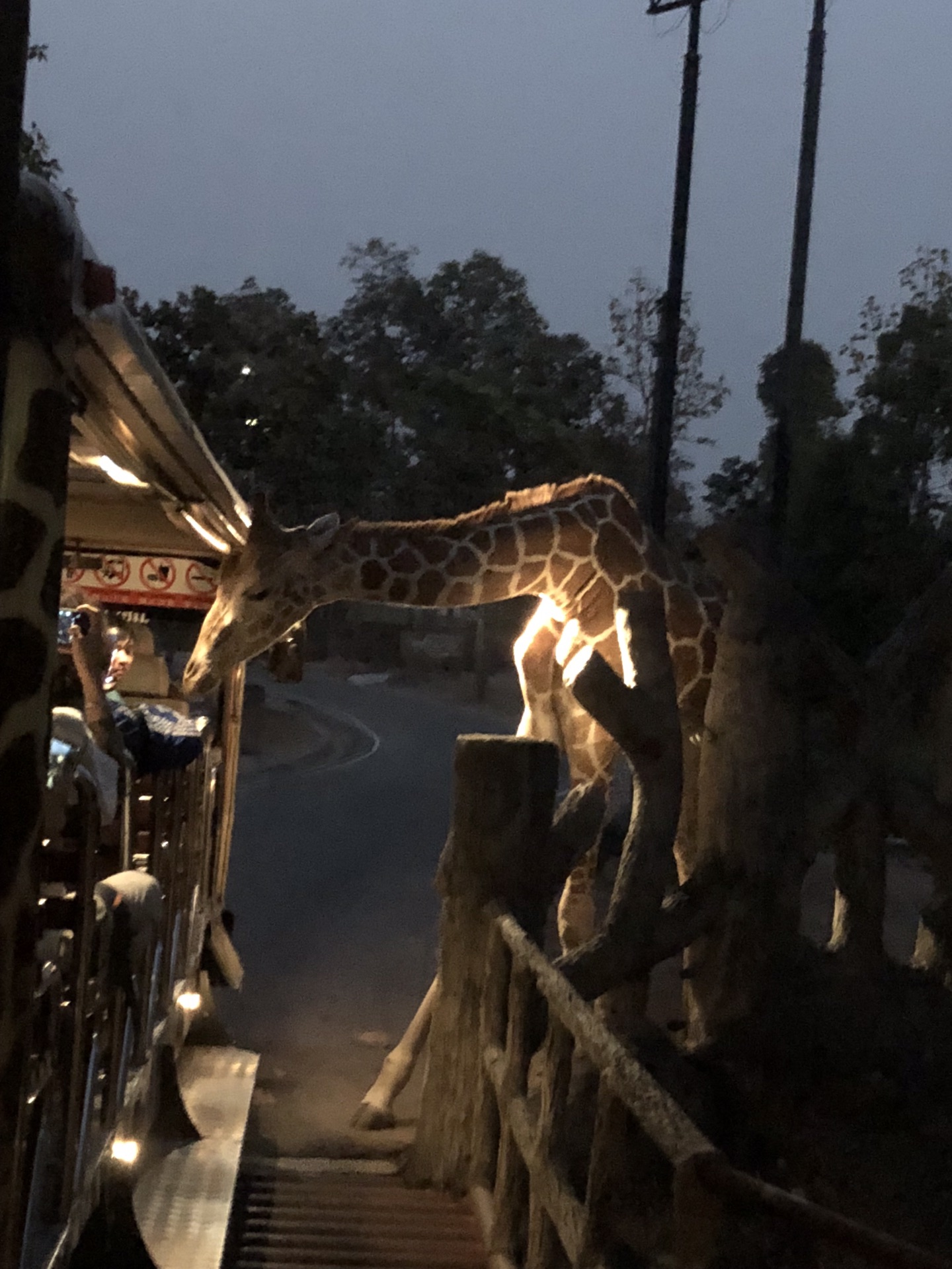 清迈夜间动物园