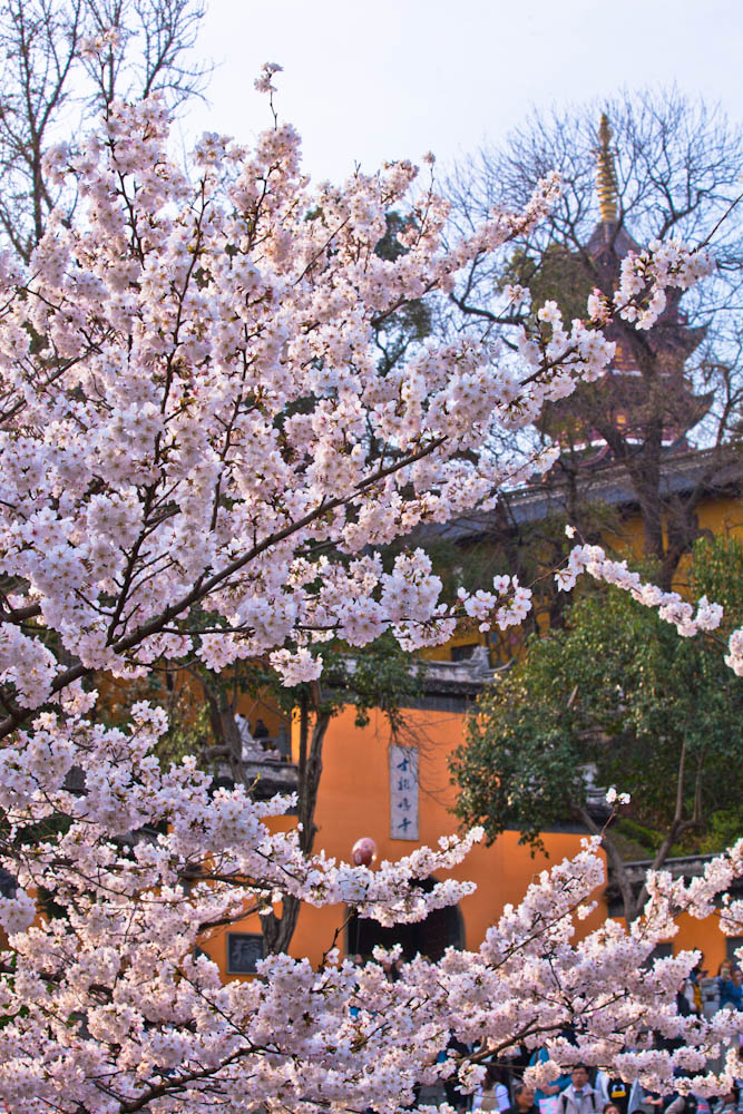 鸡鸣寺樱花南京樱花观赏