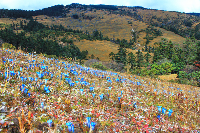 阿纳果:丽江的小雨崩,没网没电,体验原始野味生活