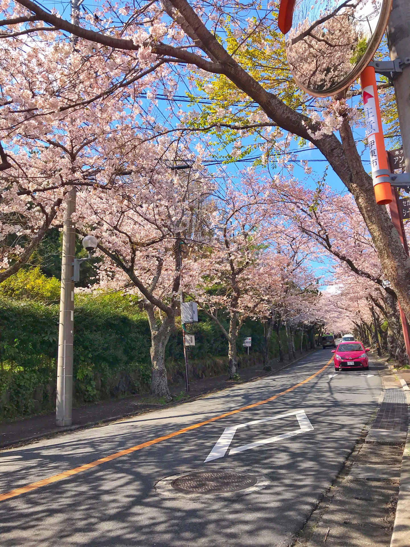 伊豆高原场樱花树攻略 伊豆高原场樱花树门票 地址 伊豆高原场樱花树景点攻略 马蜂窝