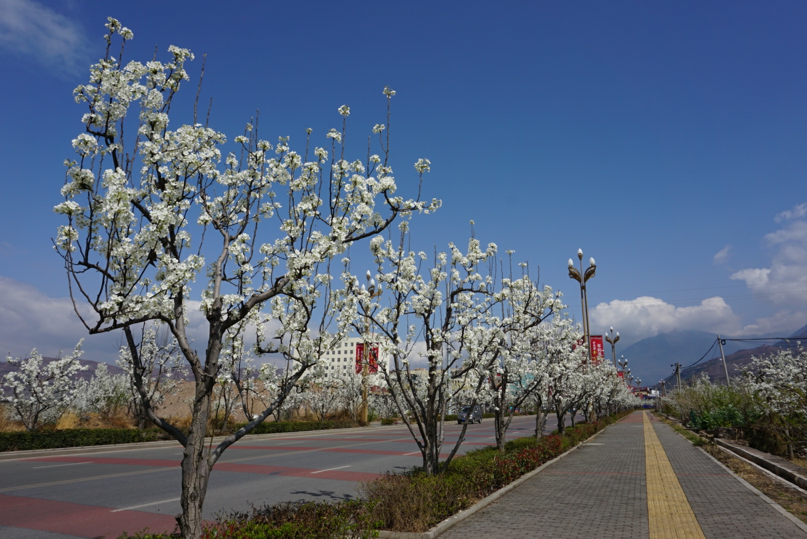 汉源梨花节花海果乡九襄