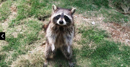 浙江金華動物園門票電子票成人票