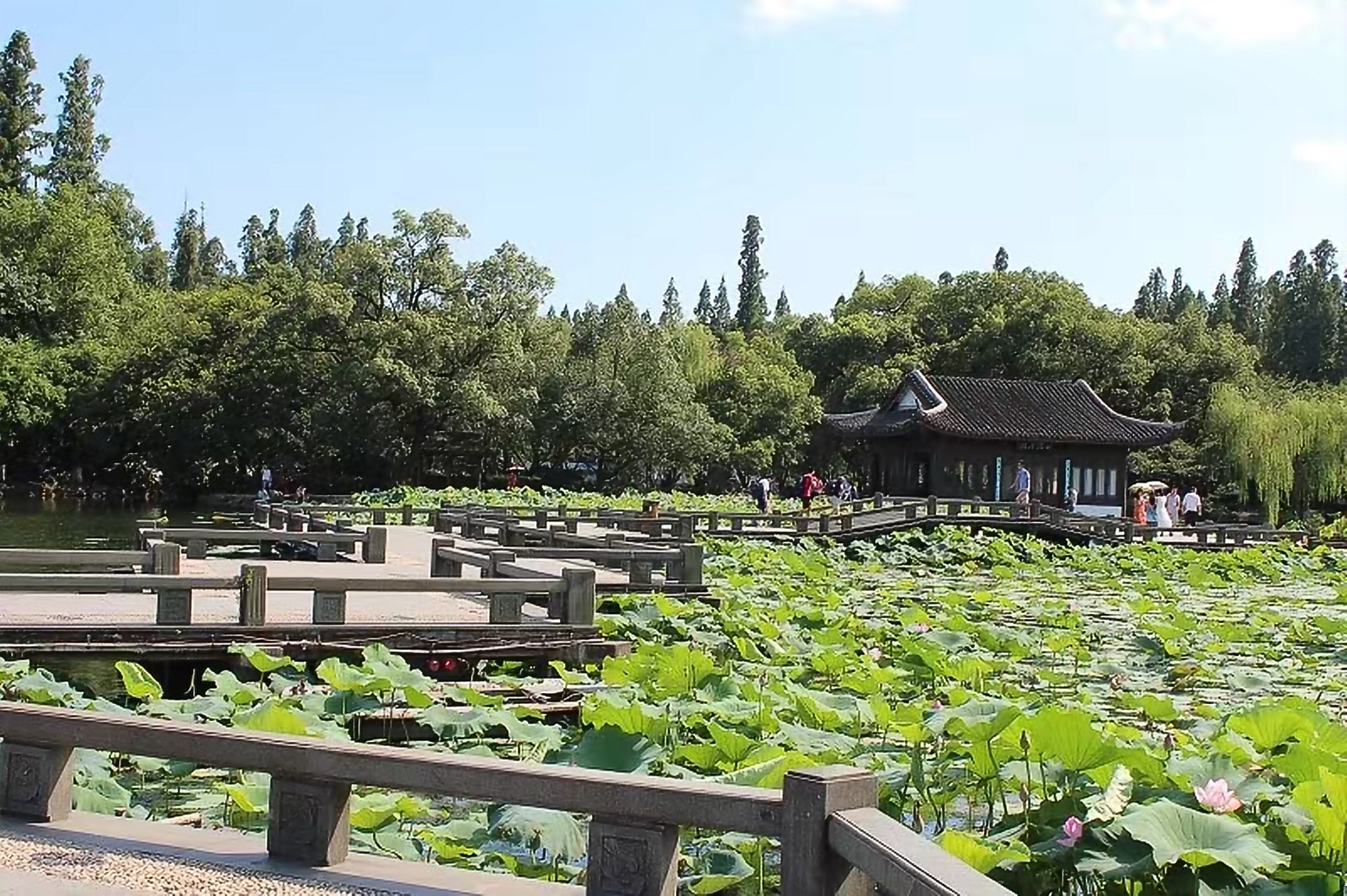 杭州西湖風景名勝區-麴院風荷