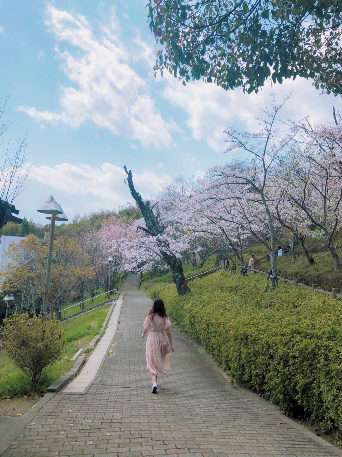 近江八幡市旅游图片 近江八幡市自助游图片 近江八幡市旅游景点照片 马蜂窝图库 马蜂窝