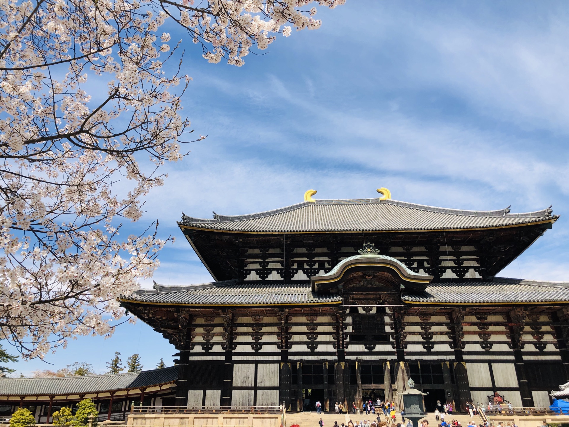 京都自助遊攻略