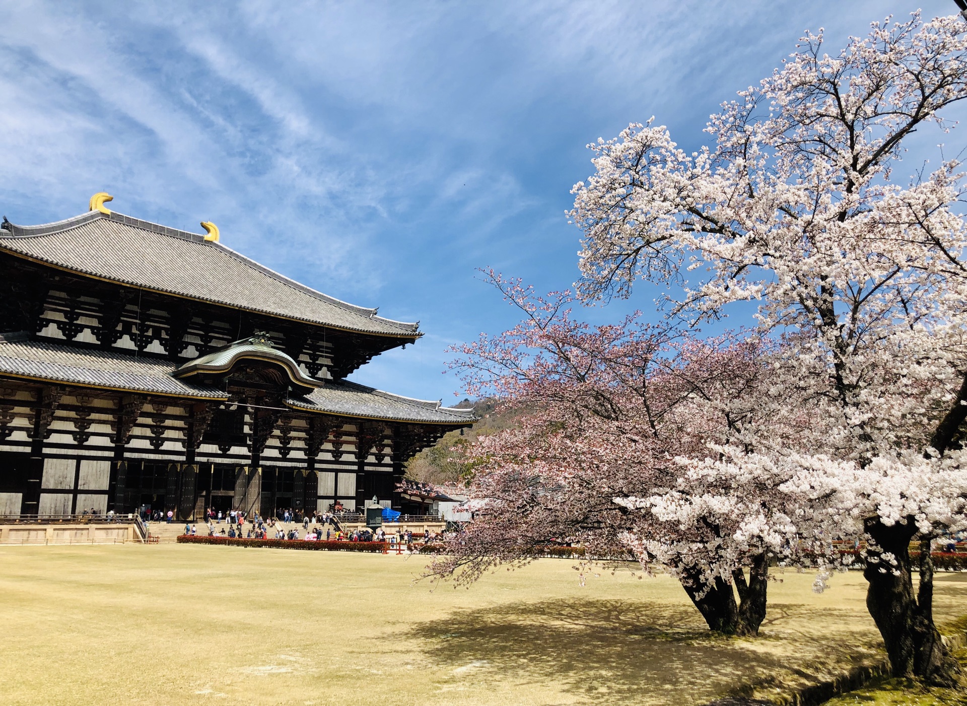 京都自助遊攻略