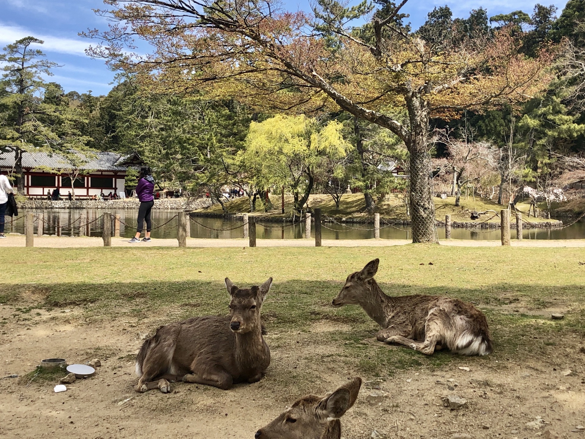 京都自助遊攻略