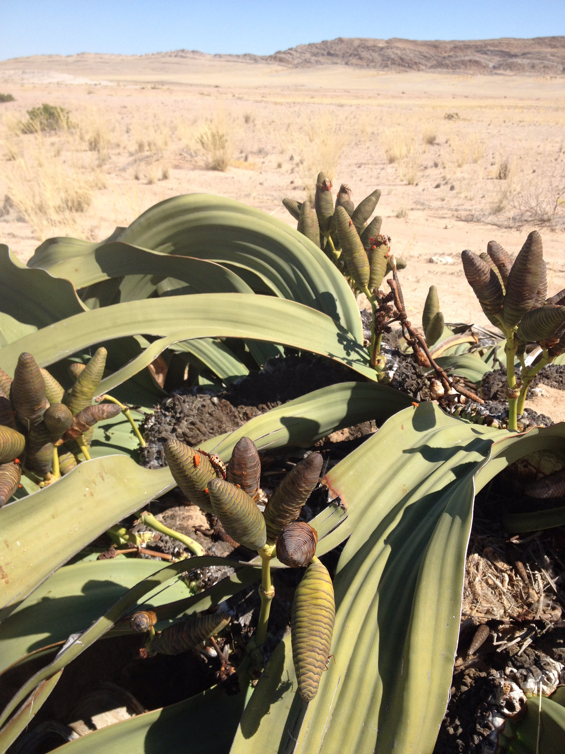 Welwitschia Plains, A Scenic Drive