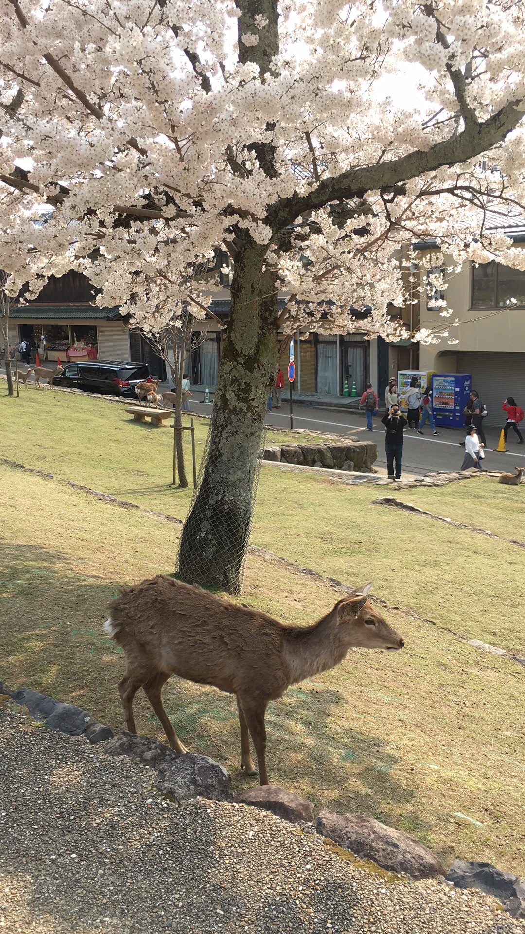 奈良自助遊攻略