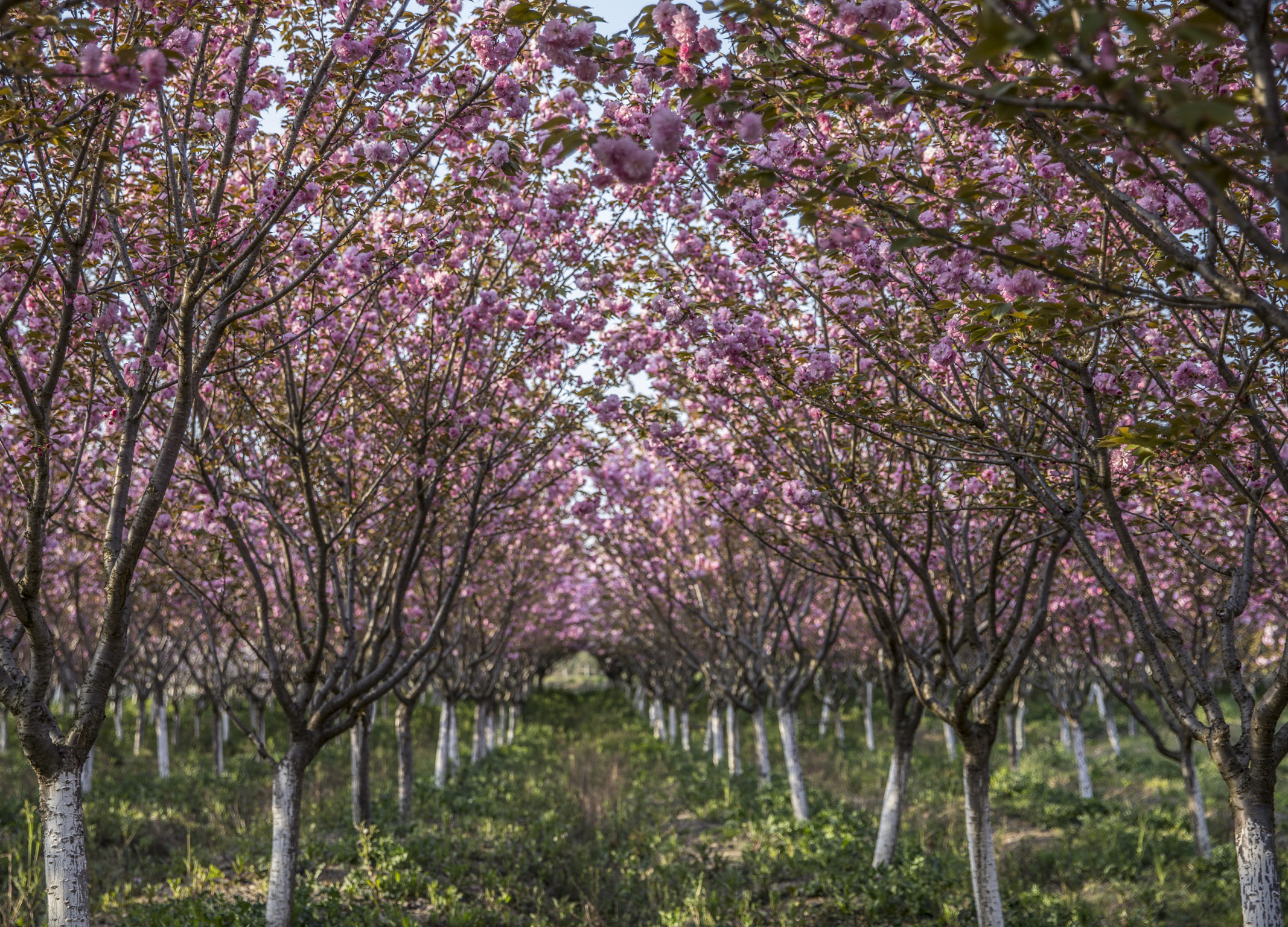 【长丰景点图片】海棠花海