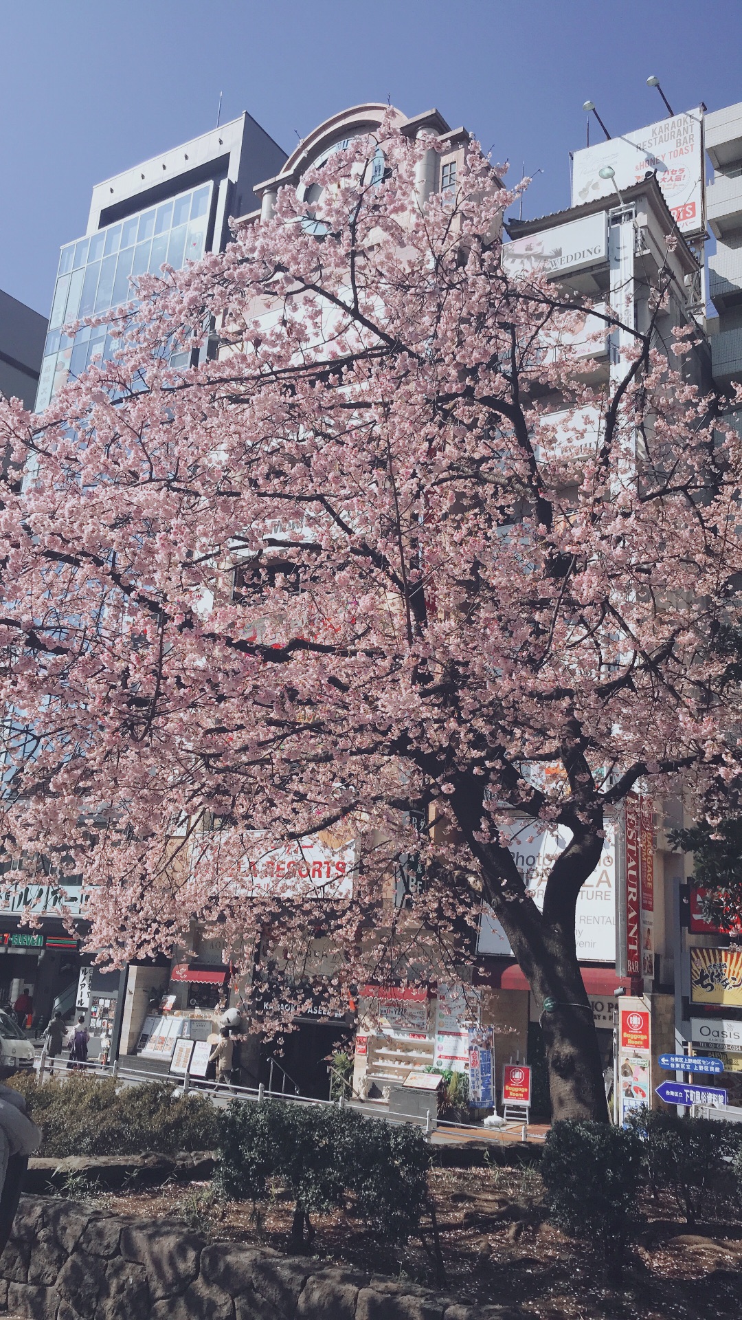 東京自助遊攻略