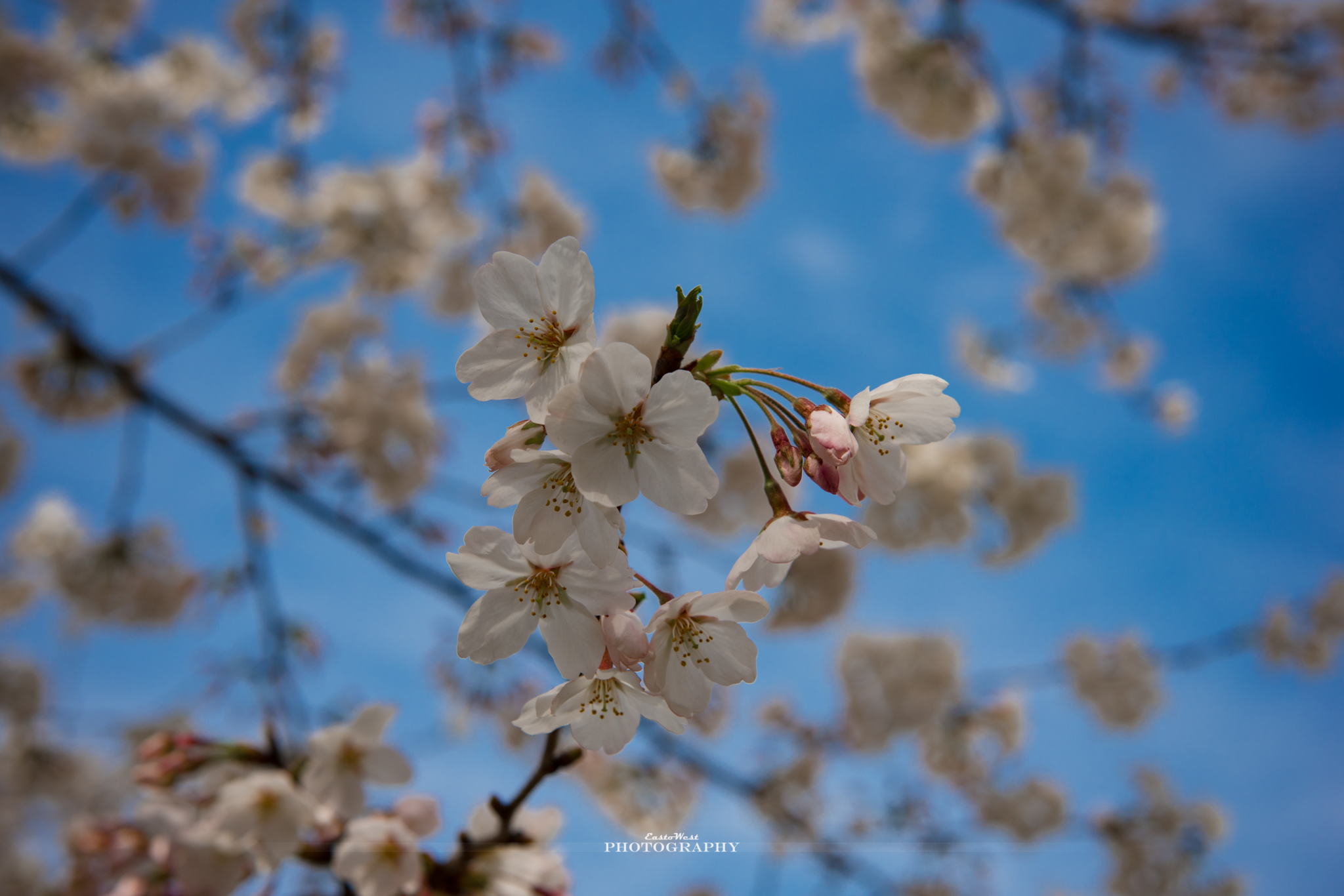 6961顶【早樱花见】鼋头渚,樱花谷,樱花节,樱花祭作