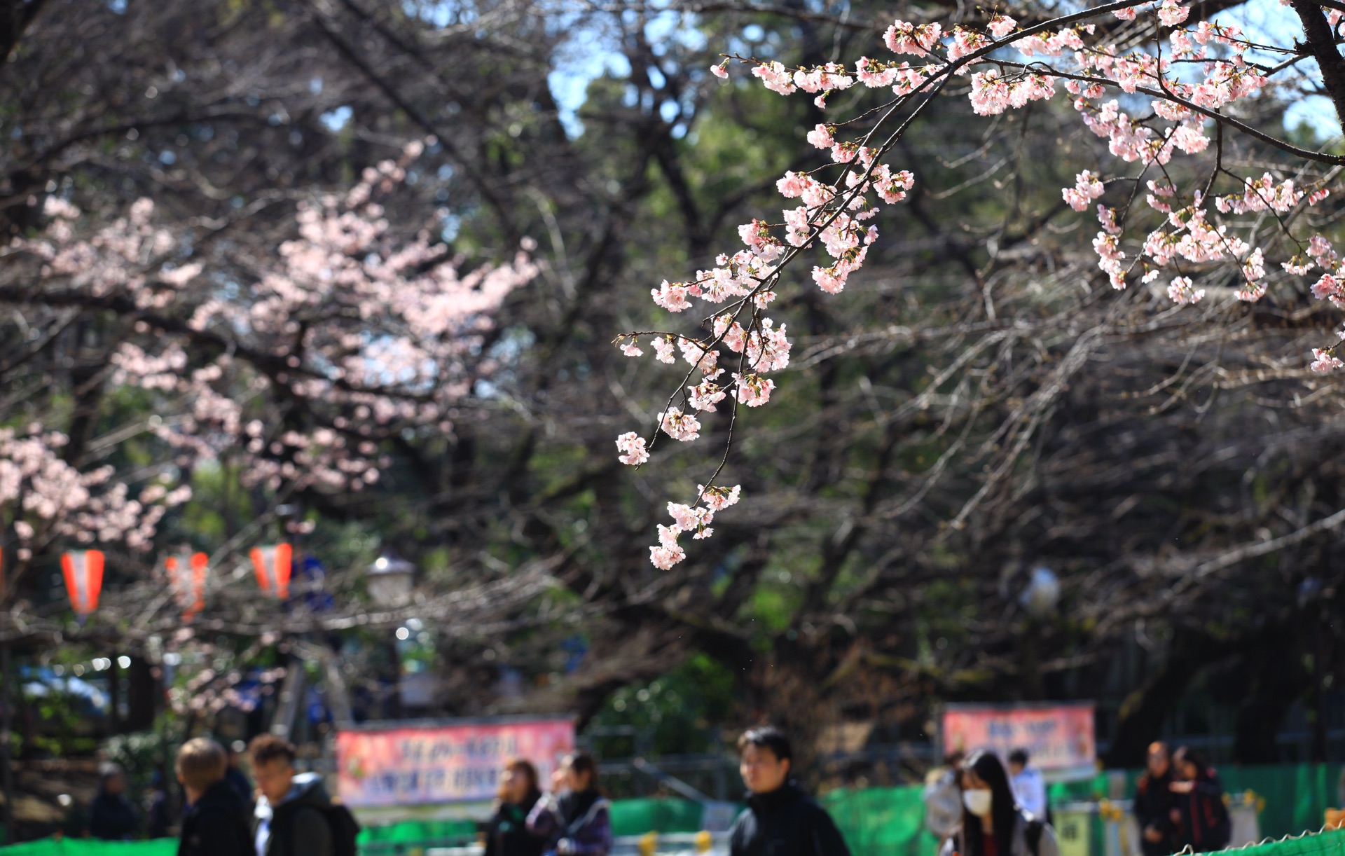 大溪地自助遊攻略