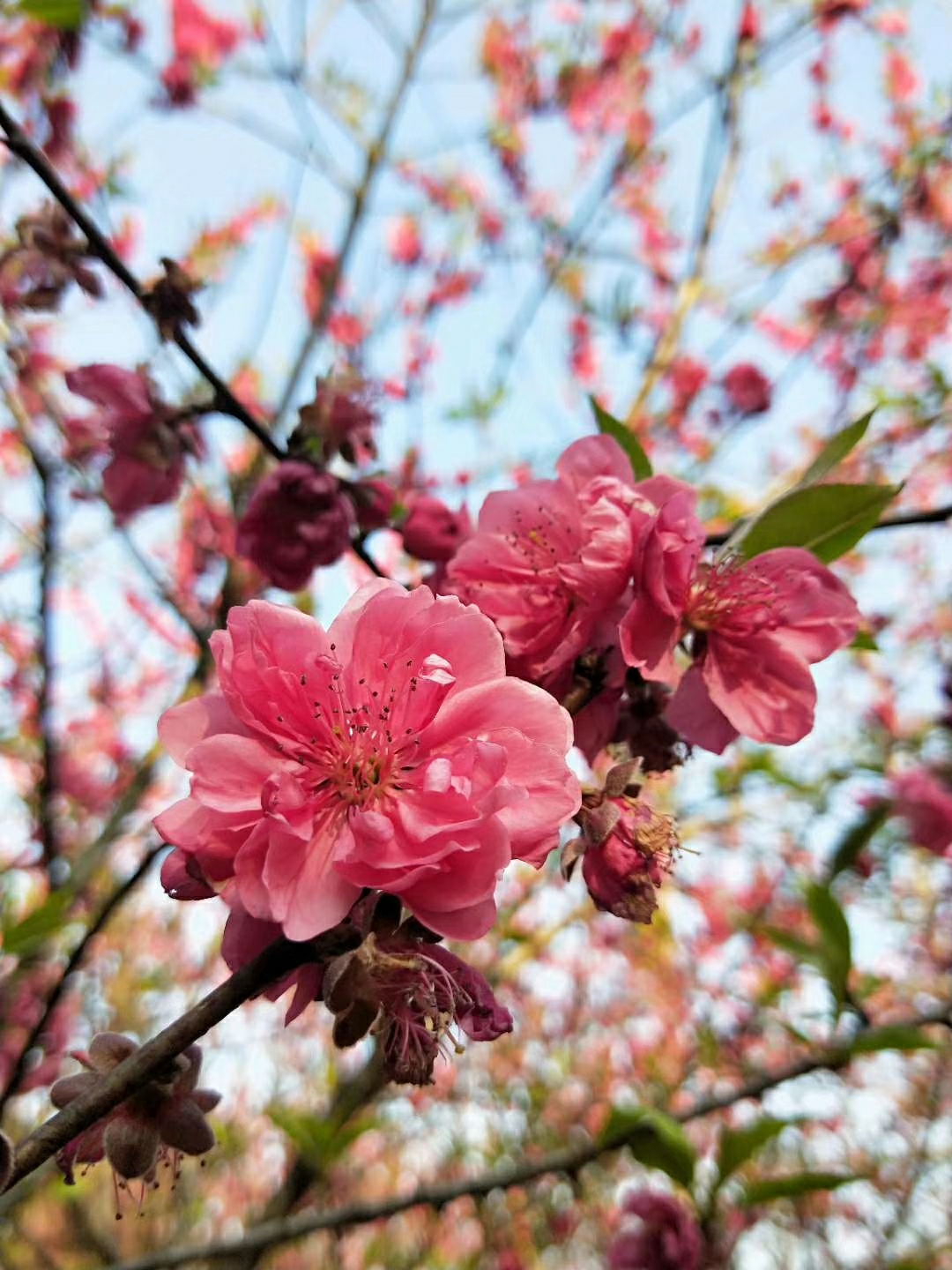 十里桃花朵朵開