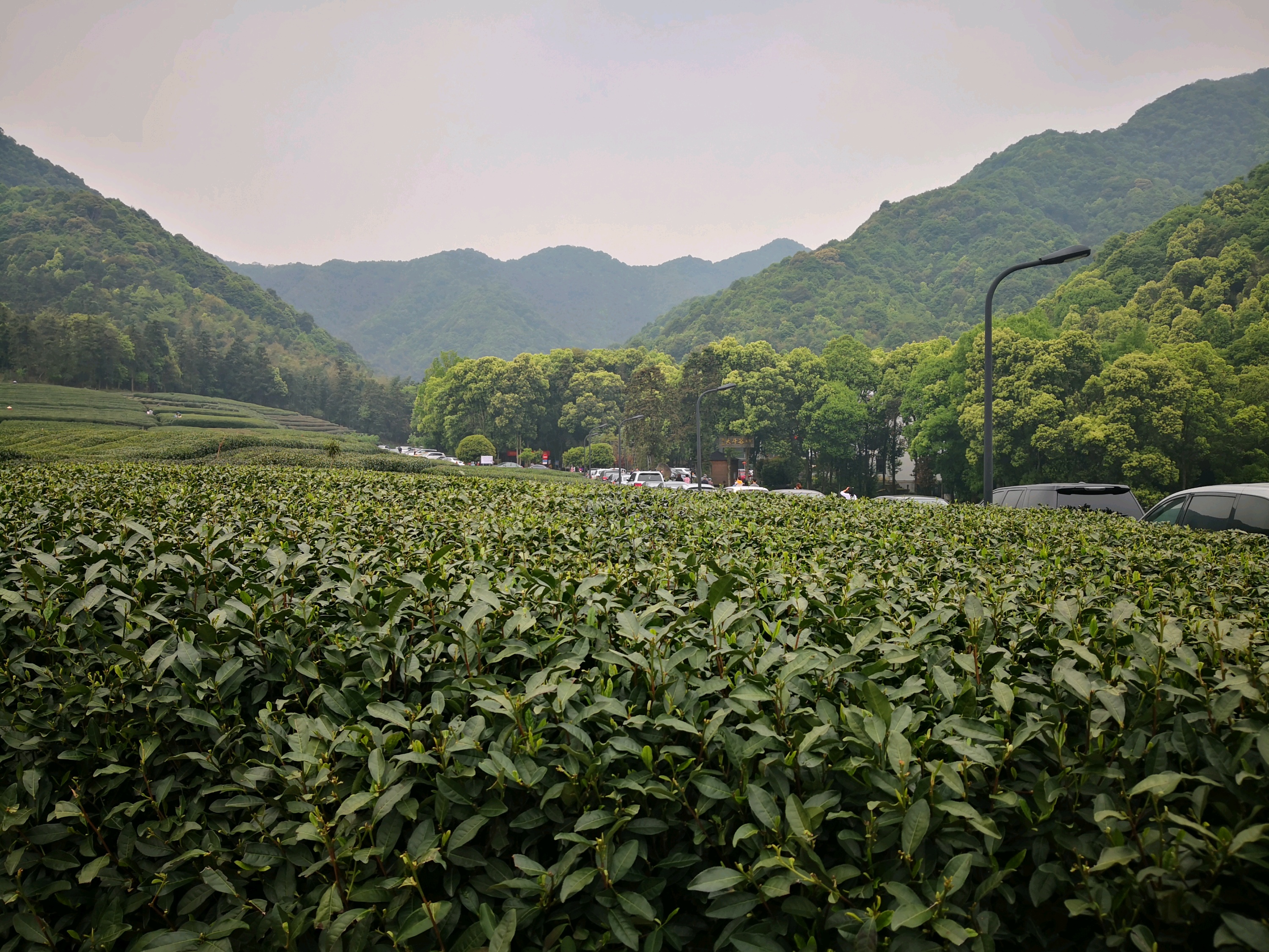 湘缘茶楼