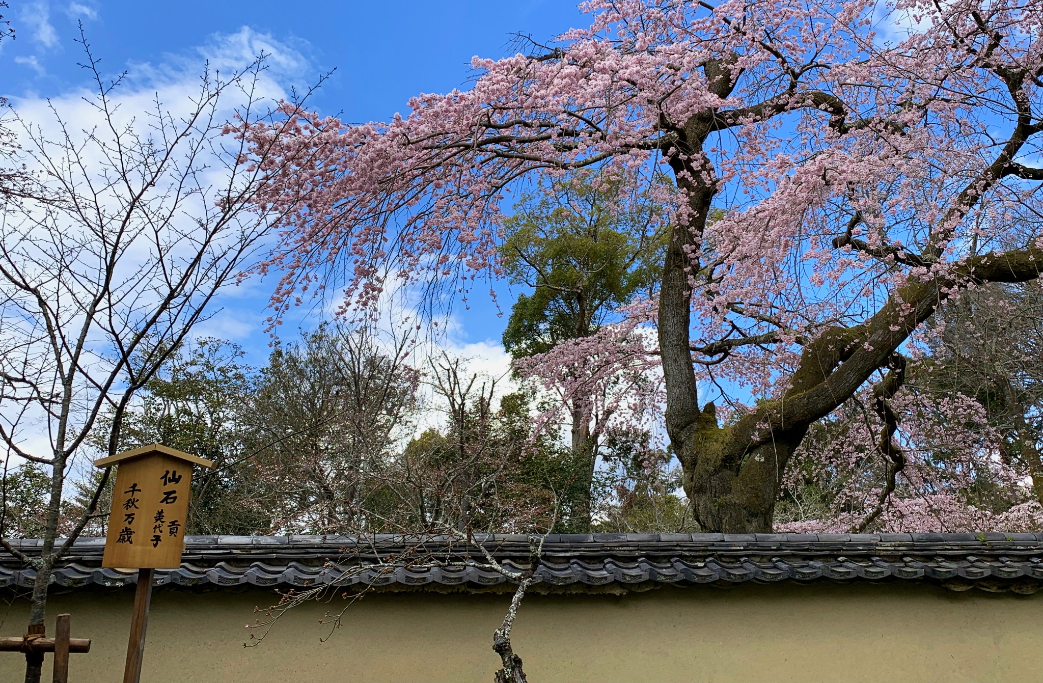 京都自助遊攻略