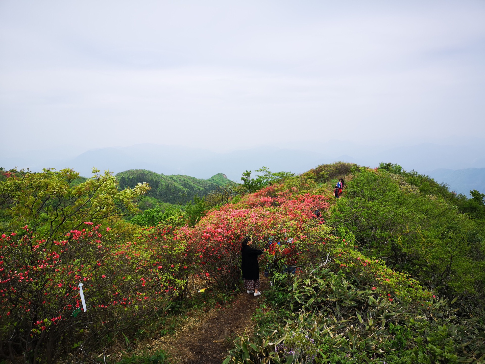 餘杭自由行攻略遊鸕鳥山賞映山紅餘杭