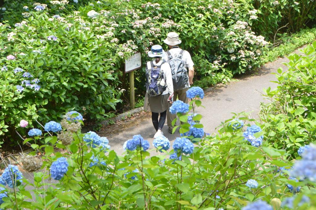 紫阳花盛开的地方 才充满日本的初夏味道 手机马蜂窝