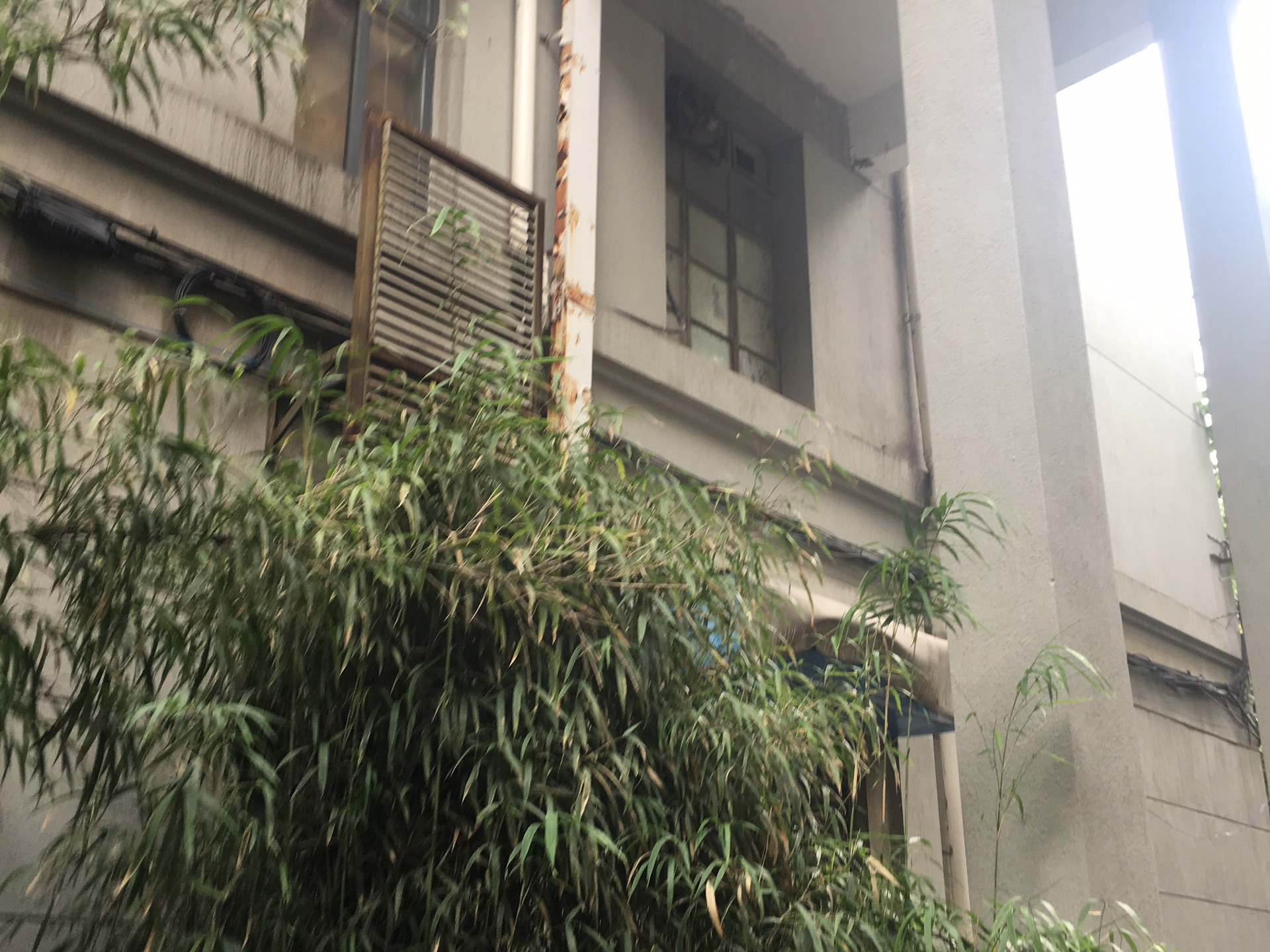 南京大学鼓楼校区赛珍珠雕像