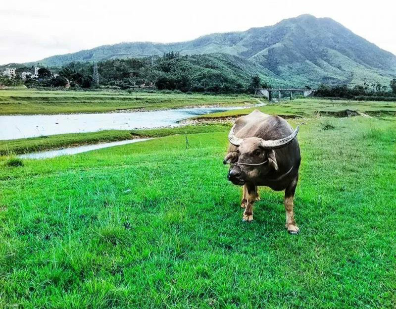 许你一片大草原深圳近郊白盆珠腹地