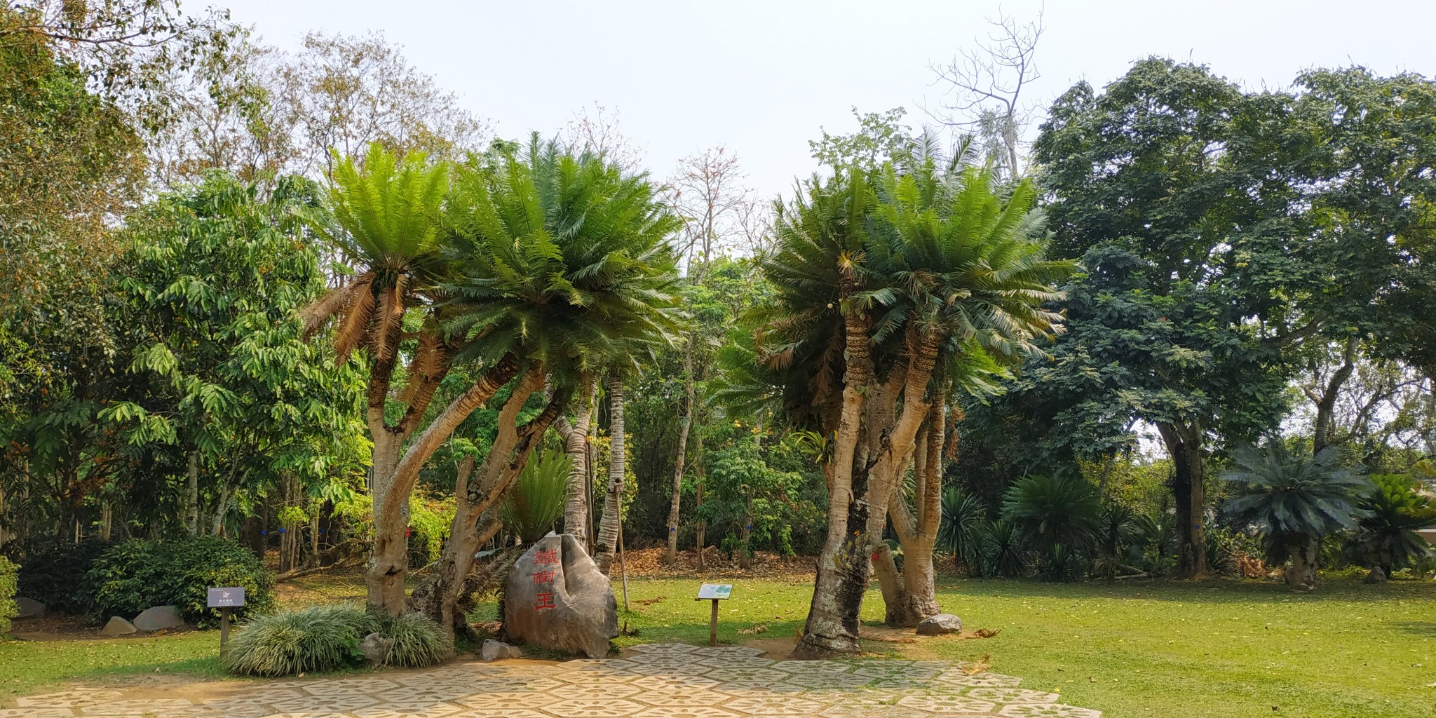 勐仑植物园西双版纳勐仑植物园门票地址交通路线