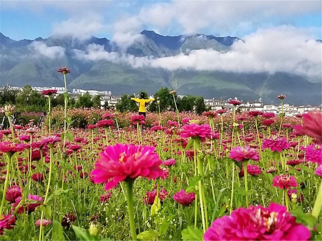 大理花語牧場:無論你什麼季節歸來,都陪你盡賞花海