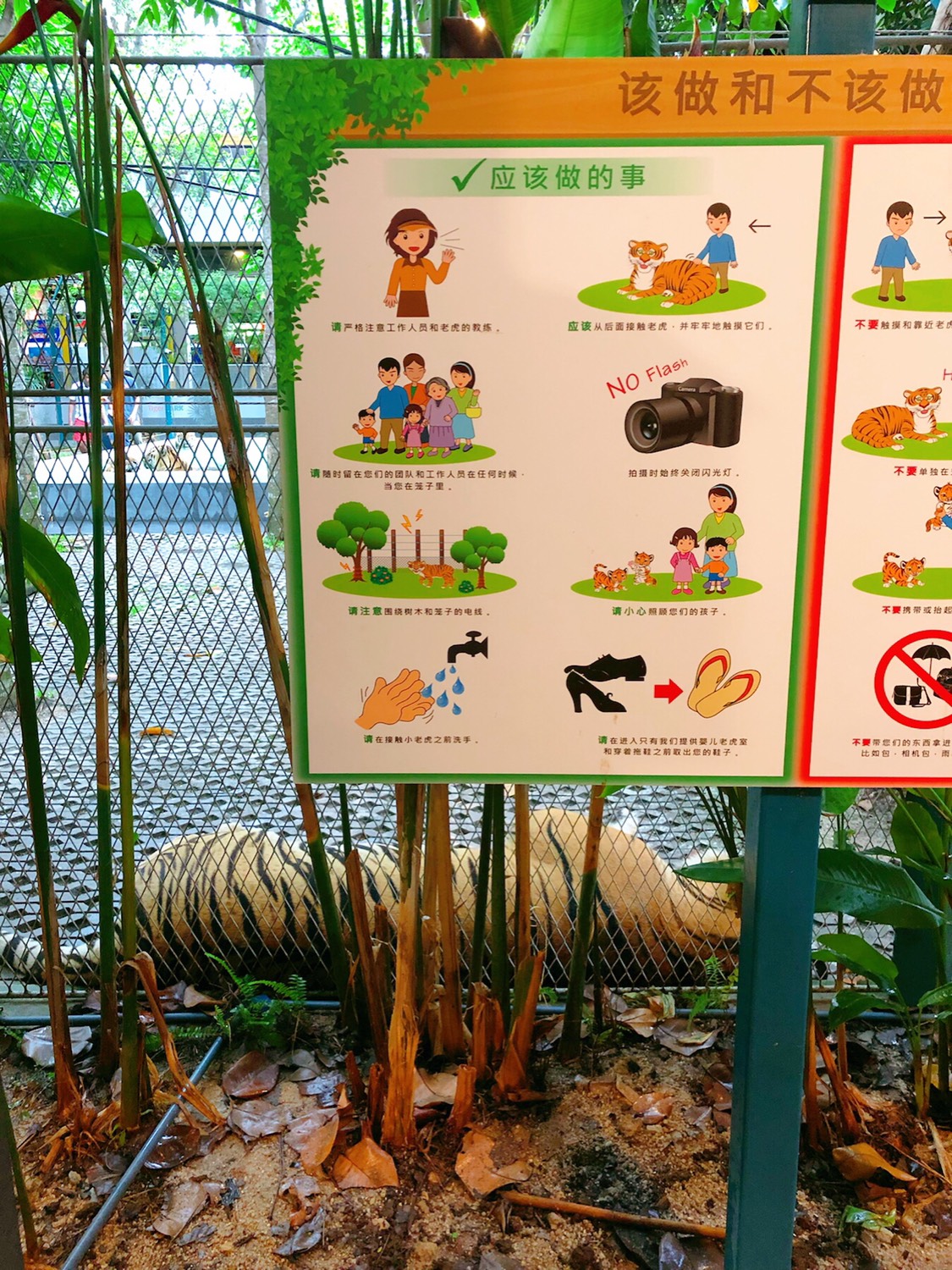 芭提雅娱乐-Tiger Park Pattaya
