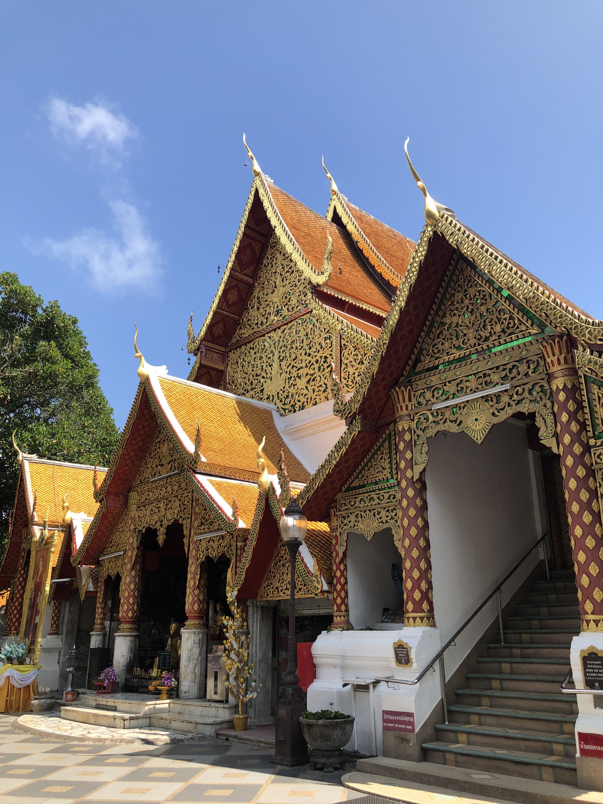 Thai Buffalo Training Camp