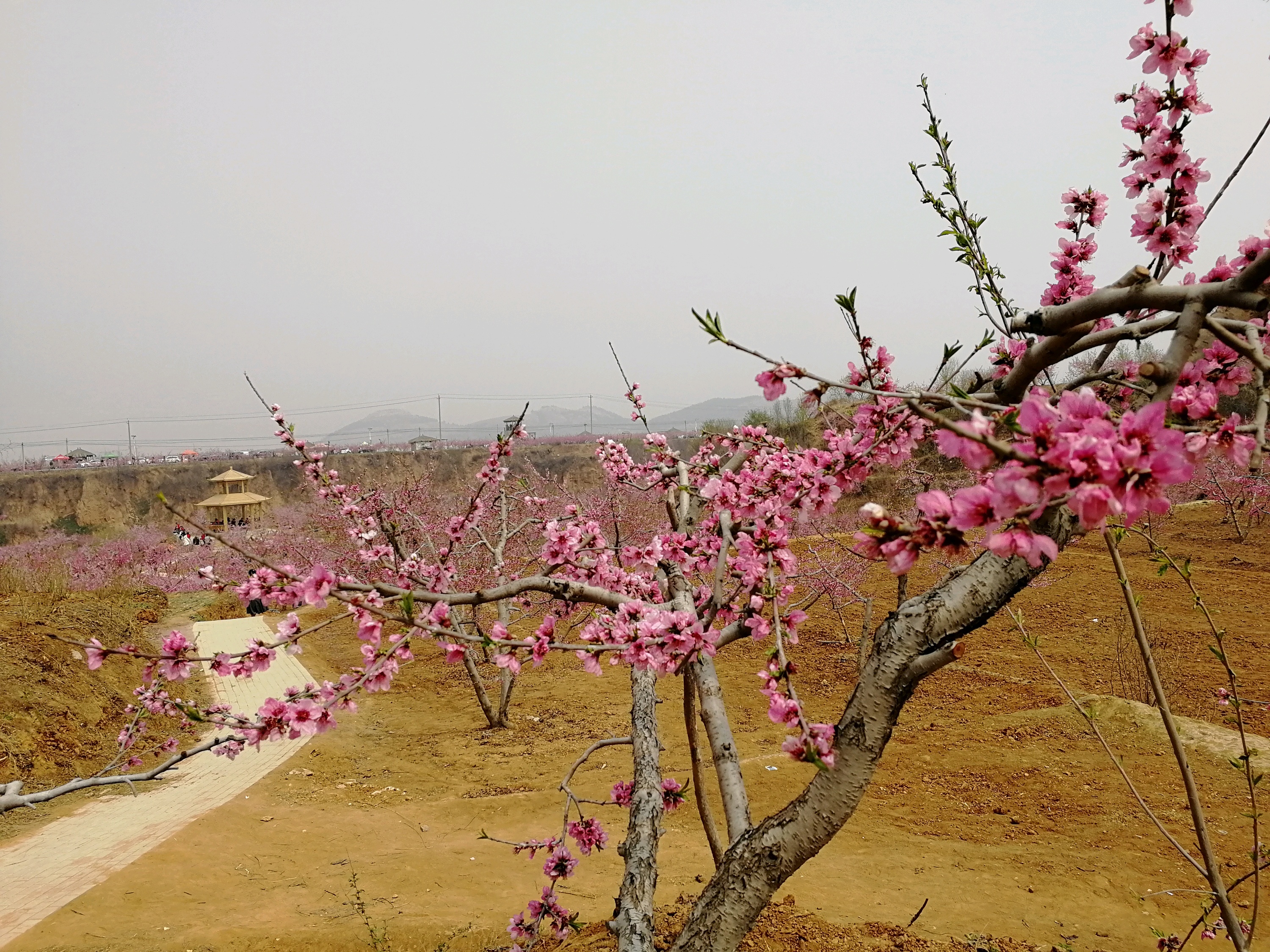 【肥城景点图片】刘台桃花源风景区