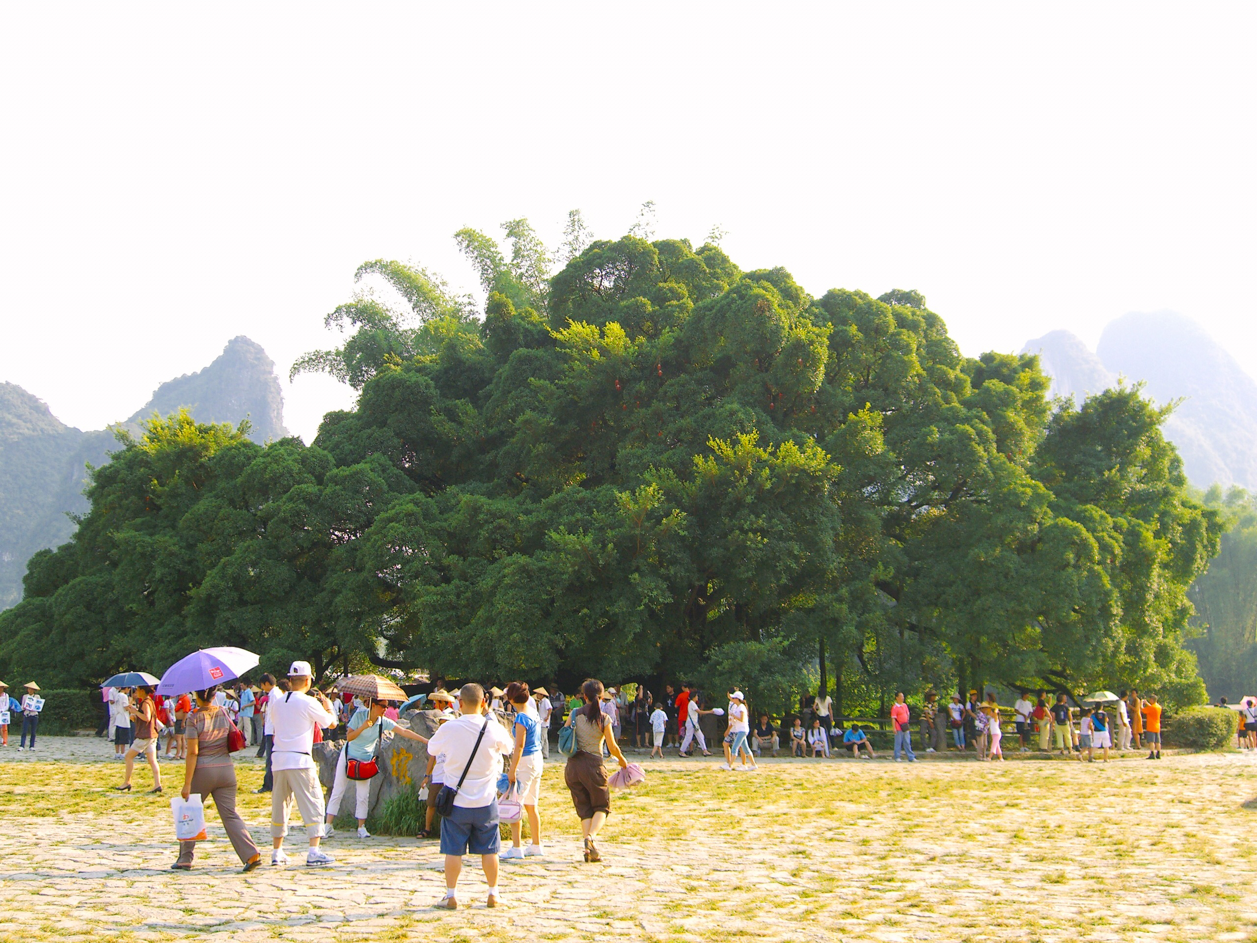 Yangshuo Big Banyan Tree