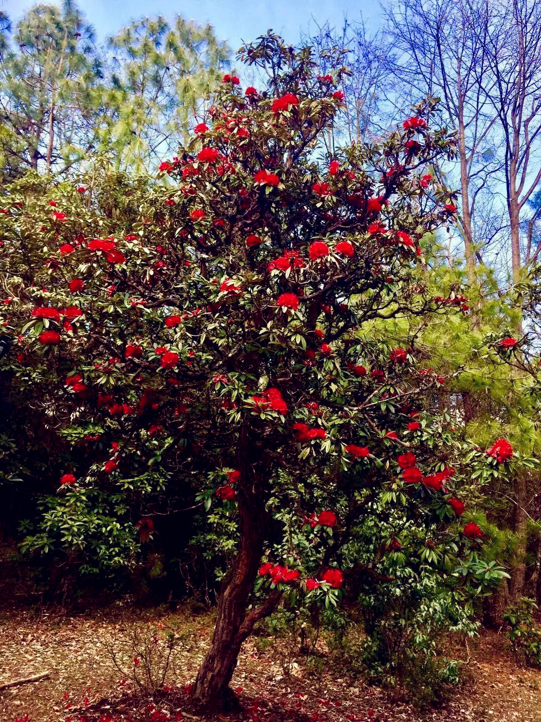 赏花攻略丽江及周边6个美到极致的杜鹃花观赏地