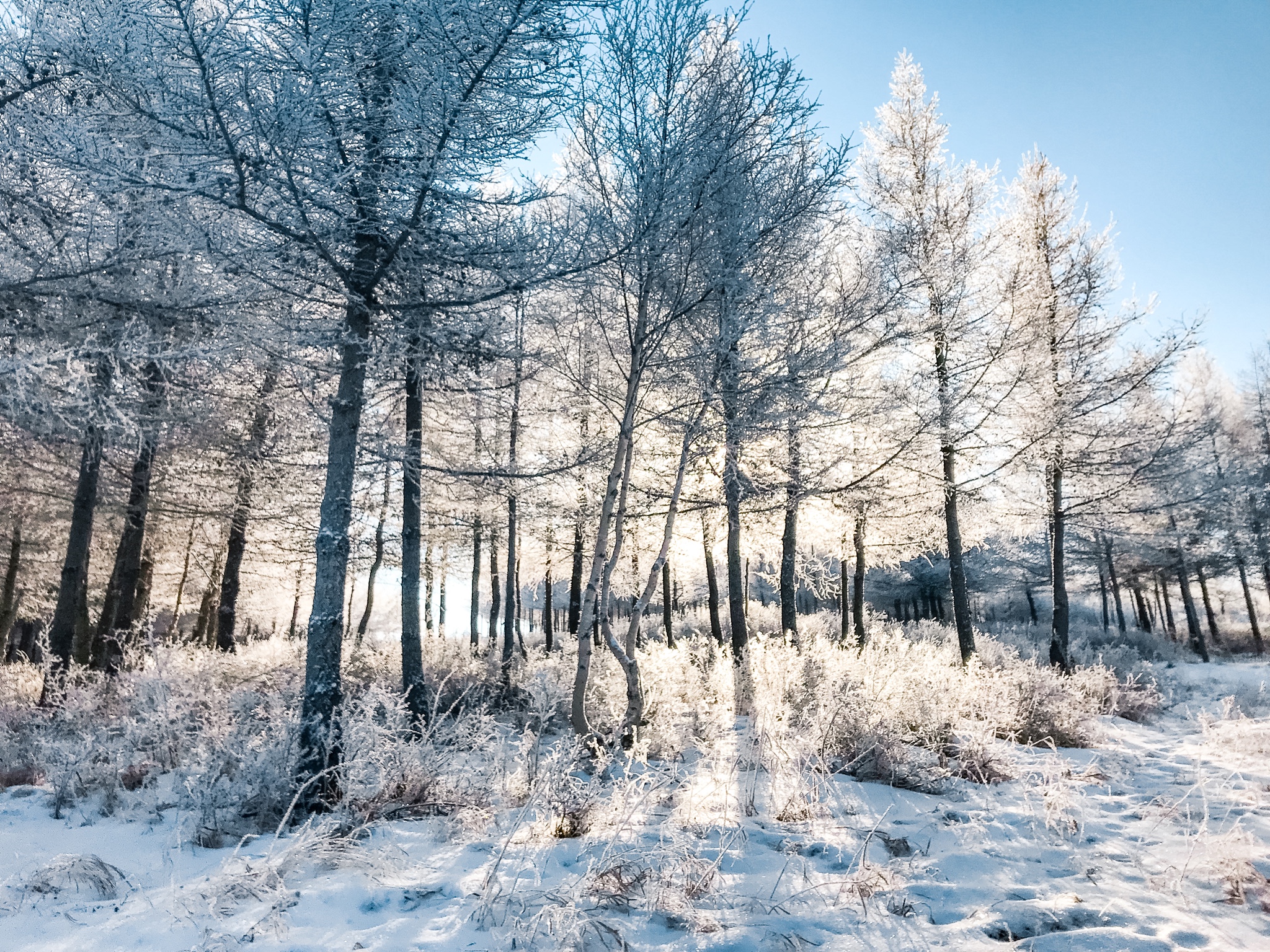 北方的冬天,看一场粉红色的雪——19年元旦北京崇礼滑雪之旅_游记