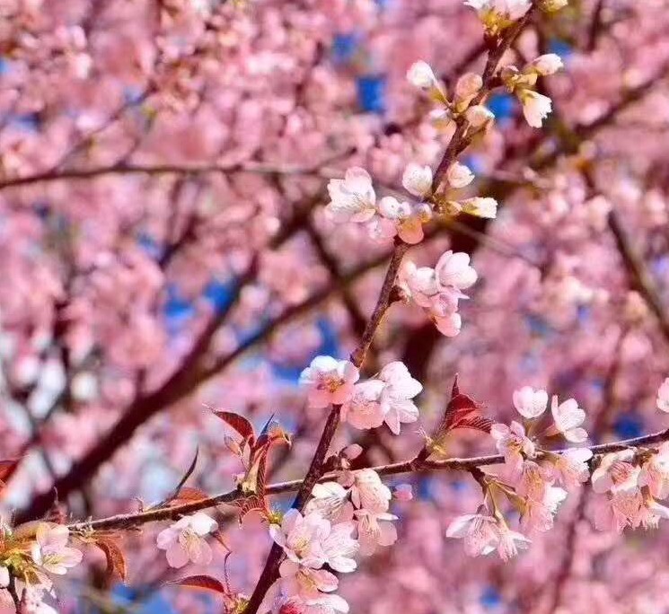 林芝桃花节“ 妖 ”你来“ 撩”