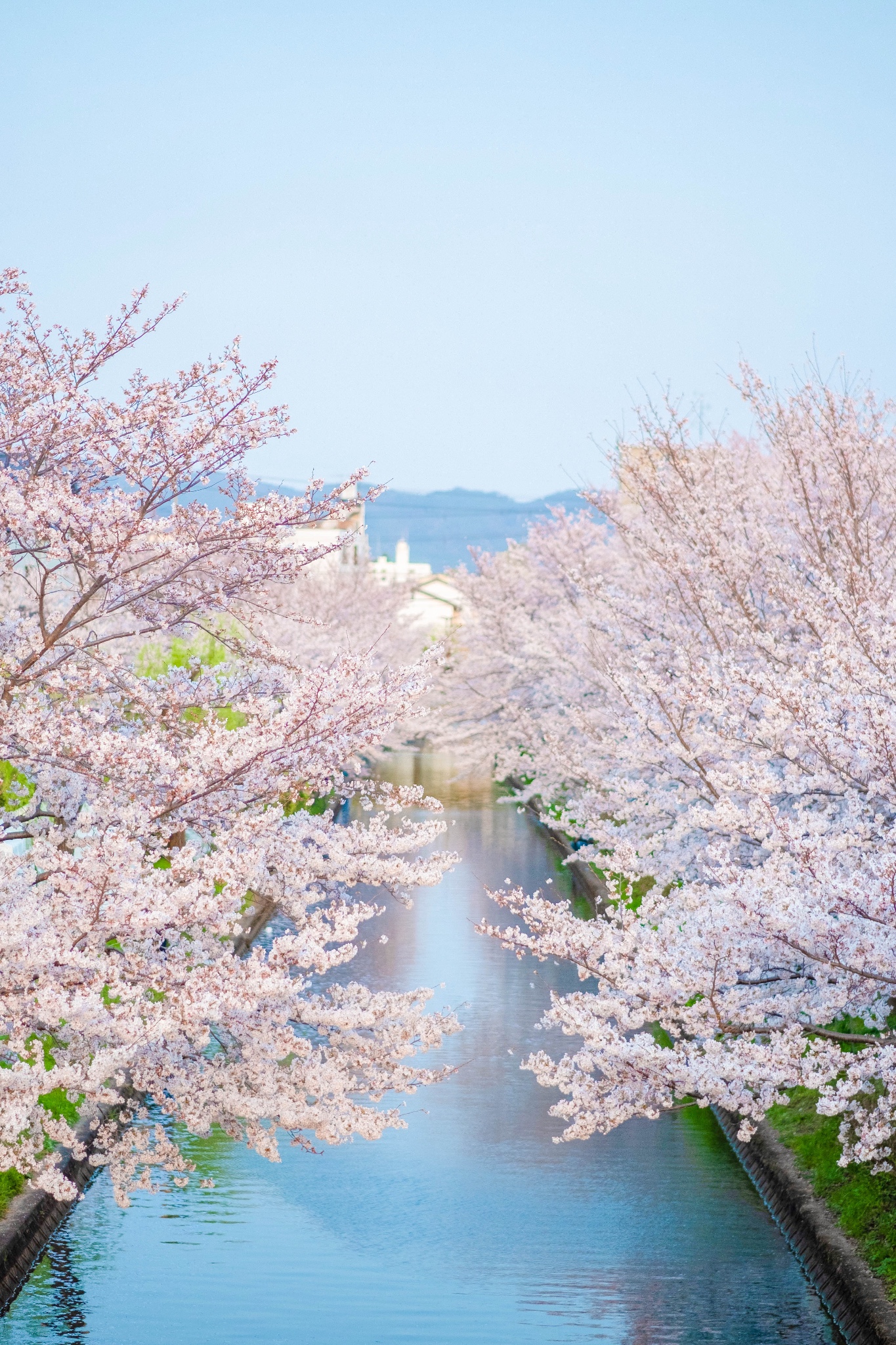 京都自助遊攻略