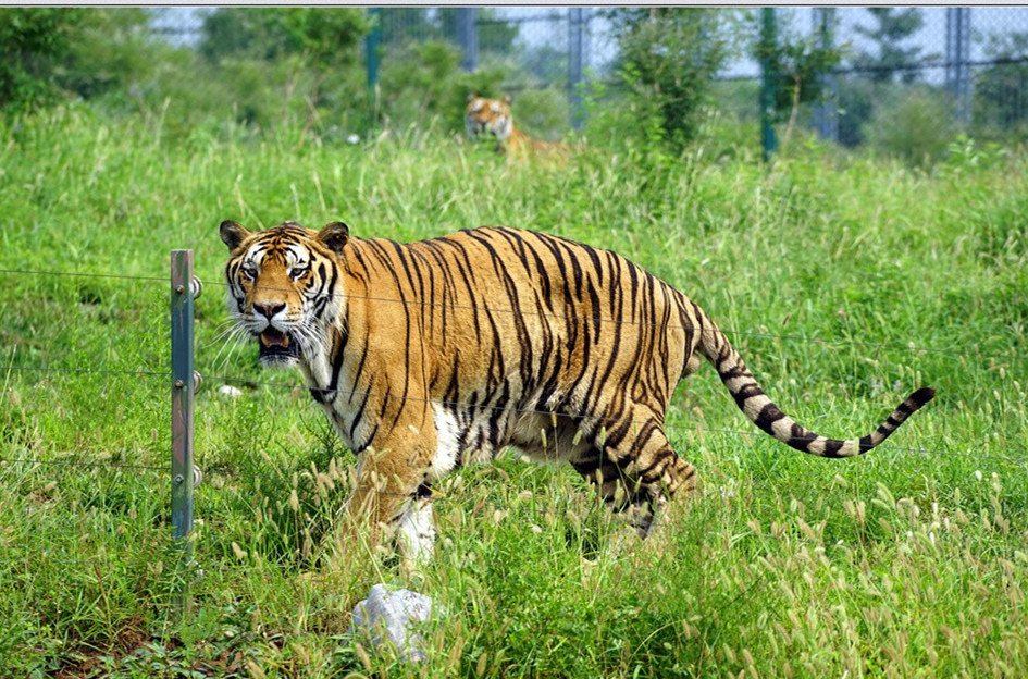 泰安往返济南野生动物园一日游亲子出游置身森林氧吧领略奇妙动物世界