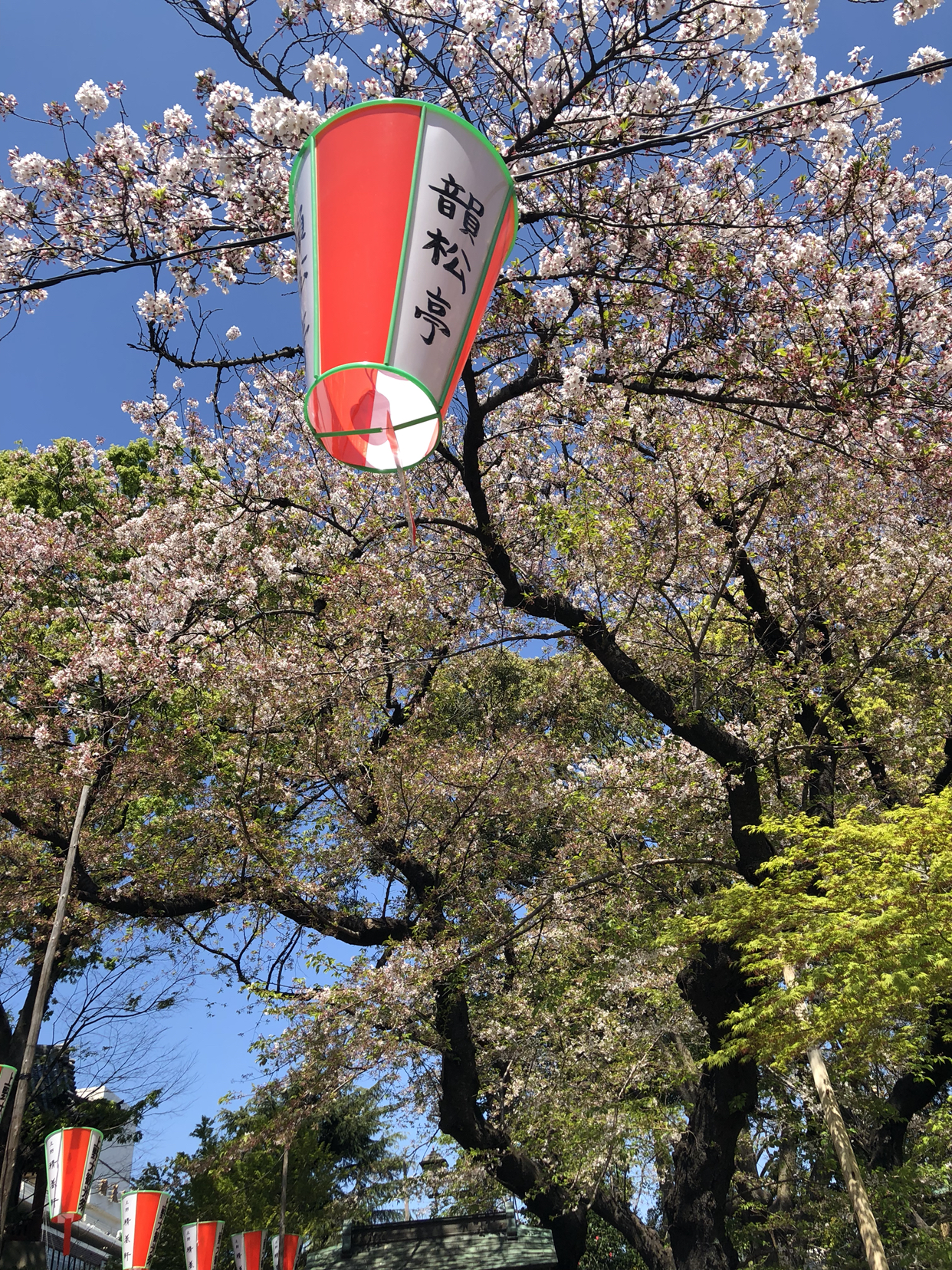 东京的千鸟渊 新宿御苑 上野公园 三个赏樱地你去过哪个 如果都想去的话 一天时间 马蜂窝