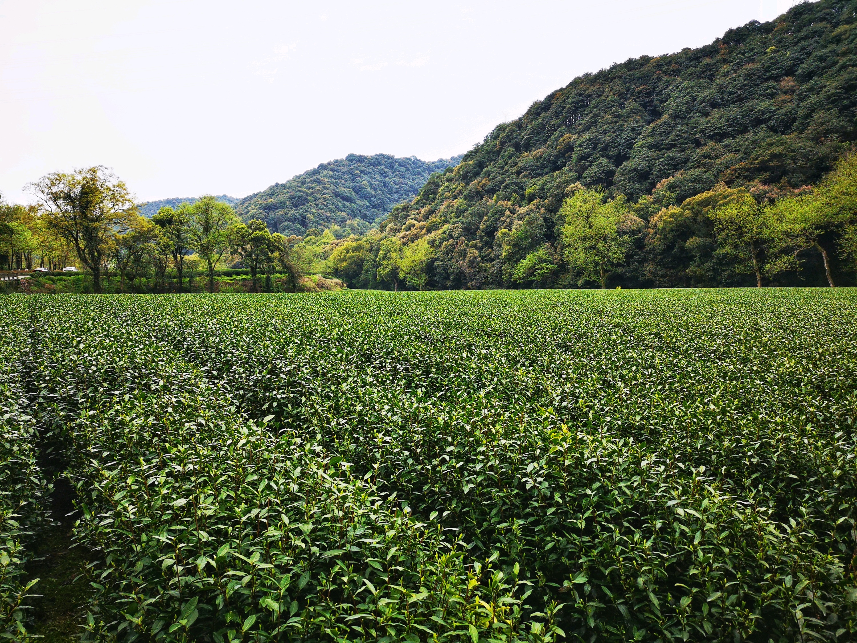 西湖本山茶庄