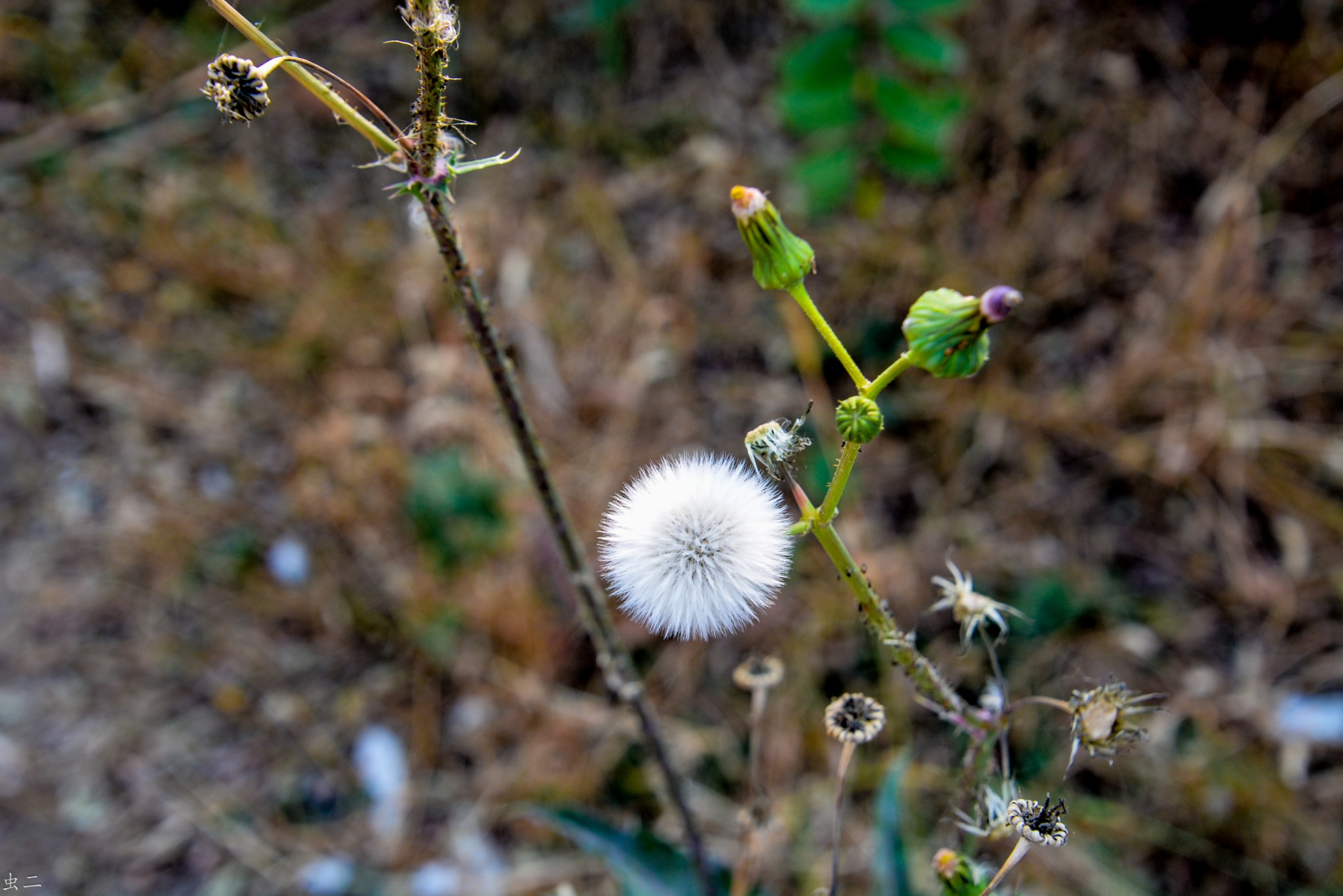 沂水 天上王城 中华第一岗 千古纪王城 4a  春秋莒国国君大墓