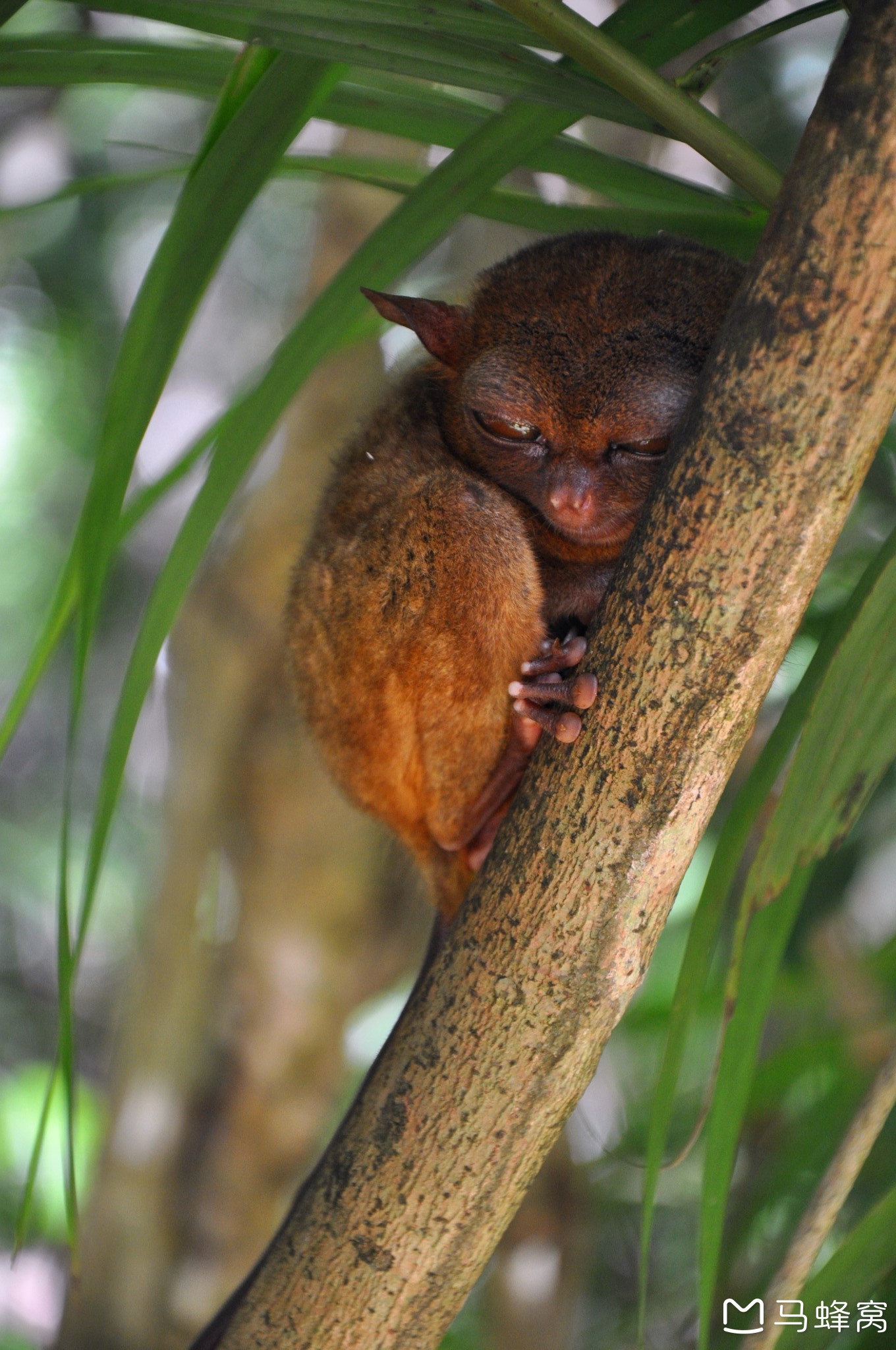 菲律宾眼镜猴保护区