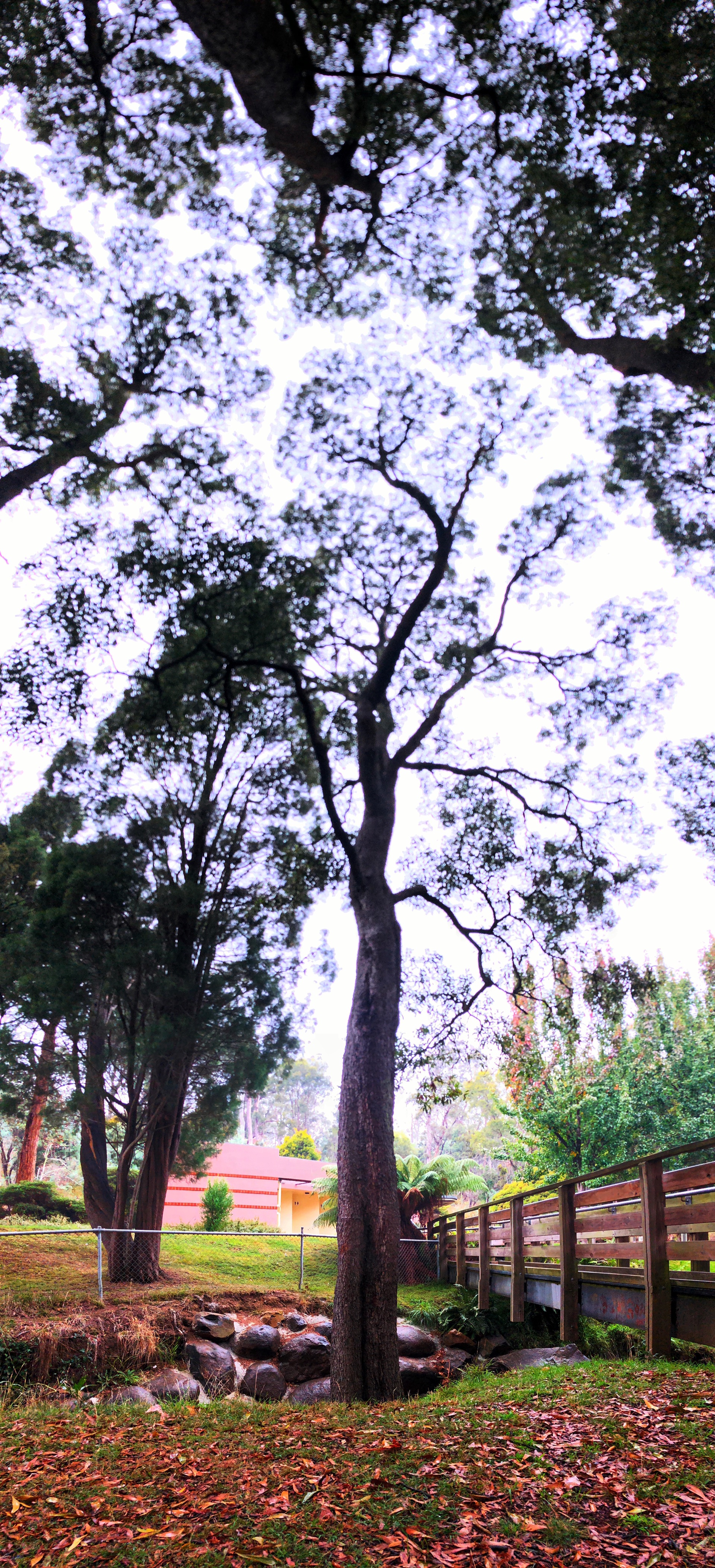 Punchbowl Reserve