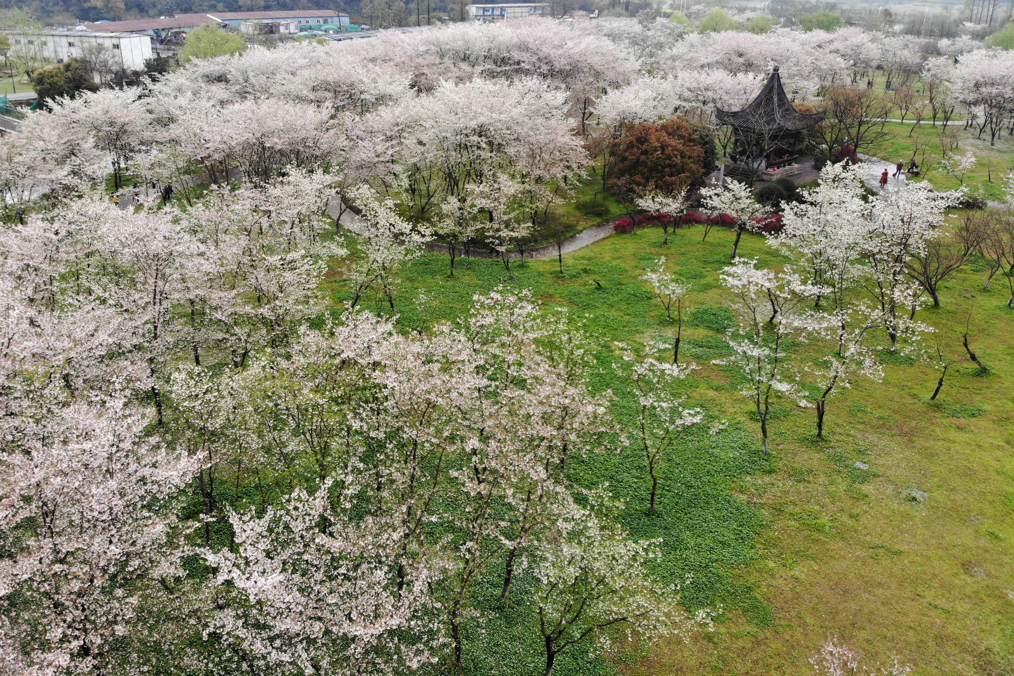 诗画浙江三月行 (第九回)---- 宛委山樱花林,绍兴自助游攻略 - 马蜂窝