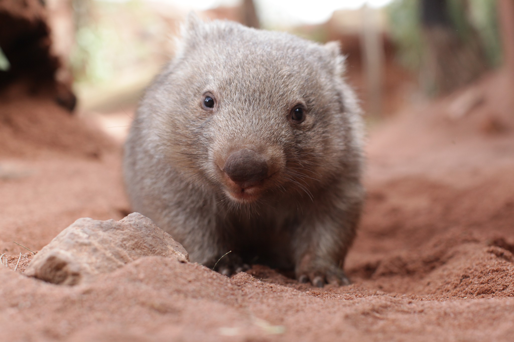 澳大利亚标志性动物aussie big 5