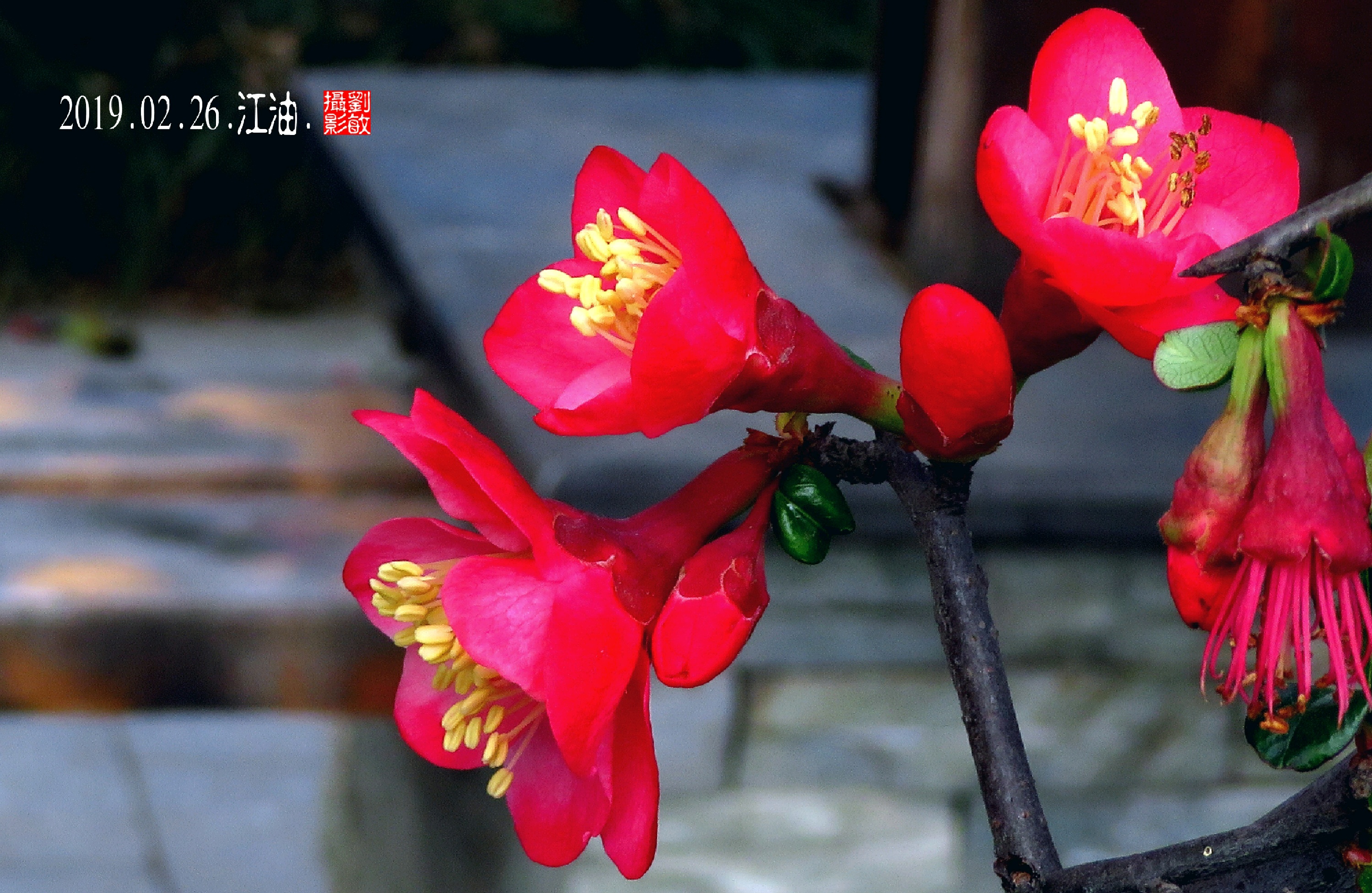 左贡美食-江油快餐