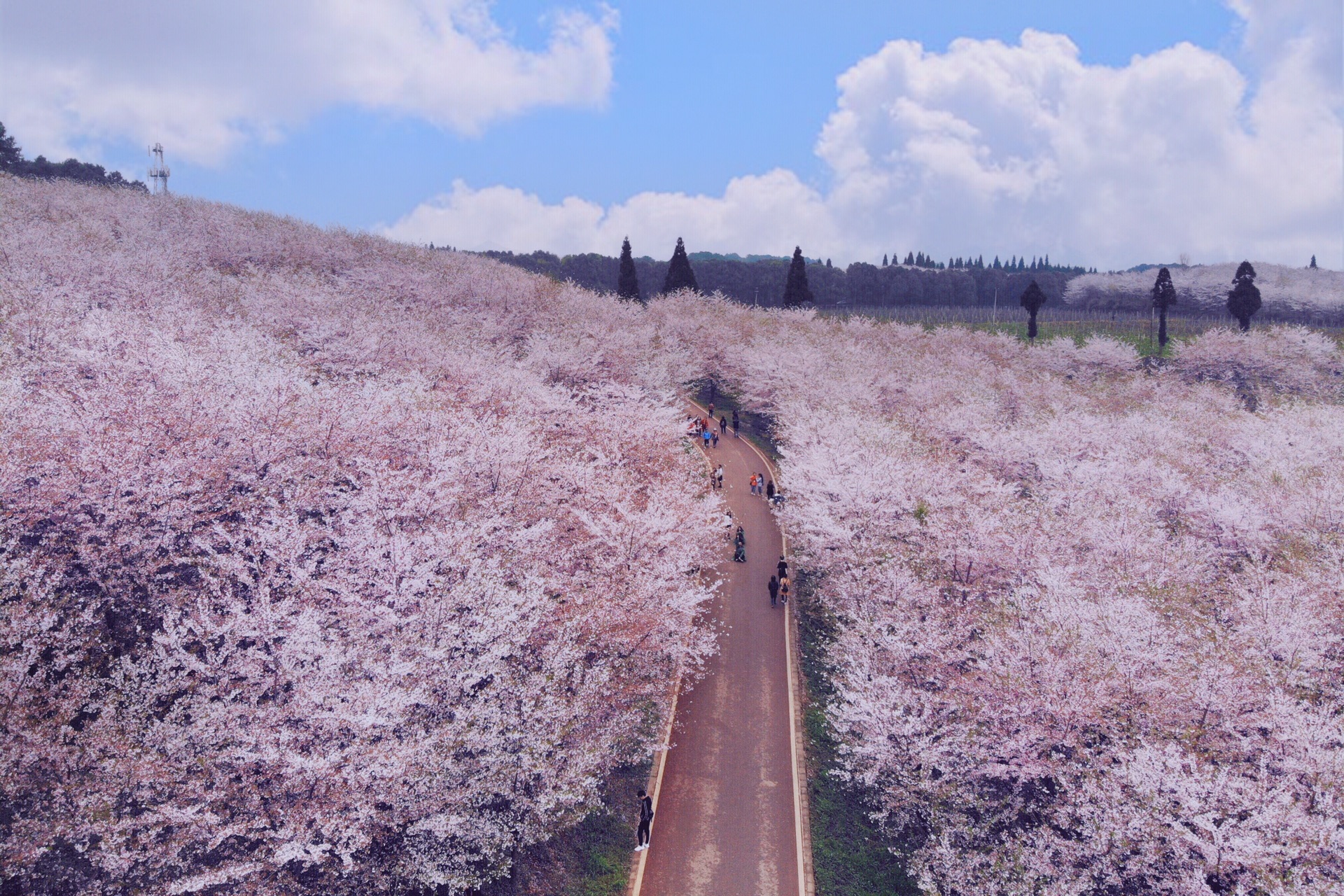 早樱缤纷许自己一次最美的期待贵州平坝万亩樱花园