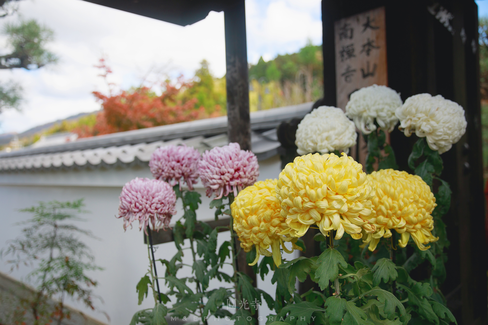 京都自助遊攻略