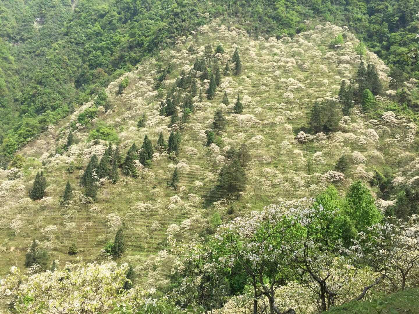 湘西龙山有个美丽的桐花寨