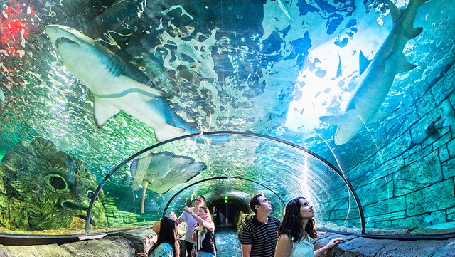 悉尼水族馆门票