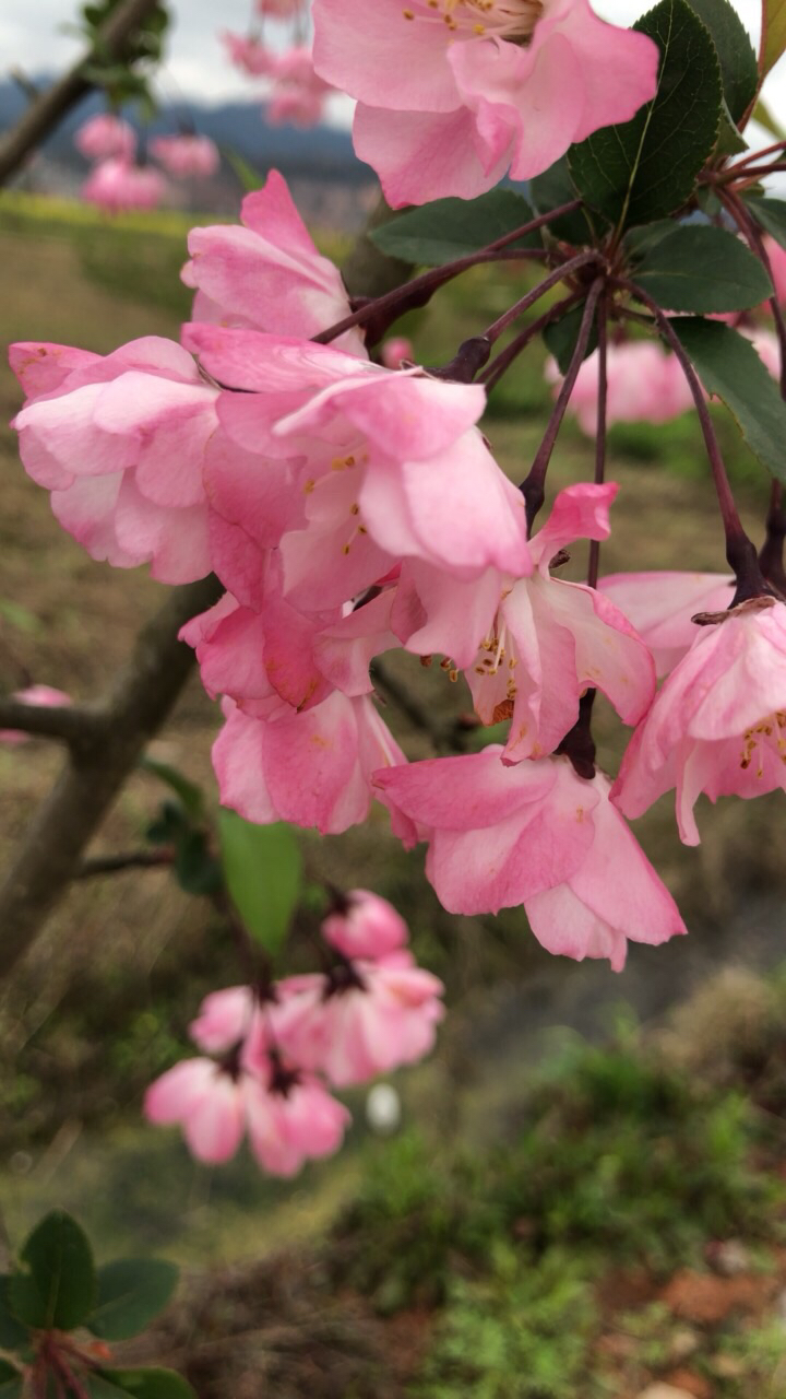 余庆美食-跳舞兰鲜花(万城花卉)